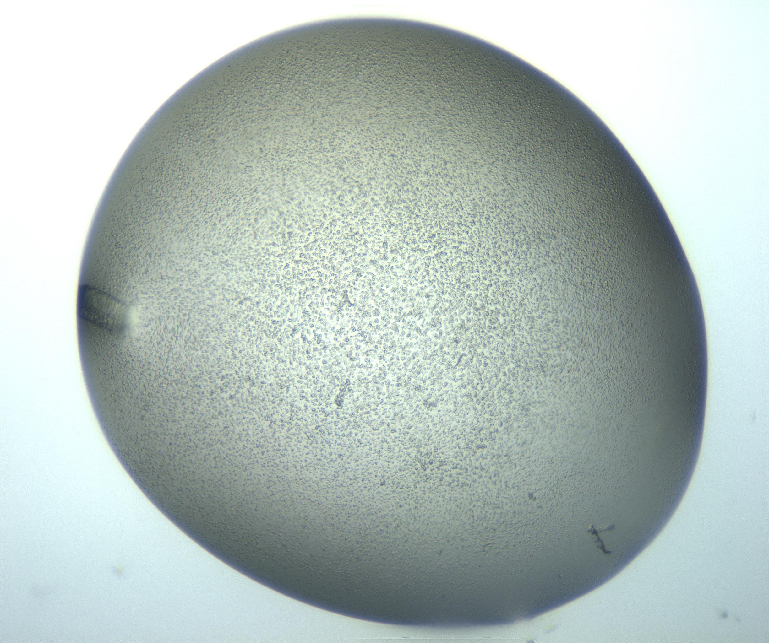 RI01_03_000_0212_Proj1_Clon1_MC_0000MC103244_006_170211_12_02_02_00_99_002_001_RAI.jpg