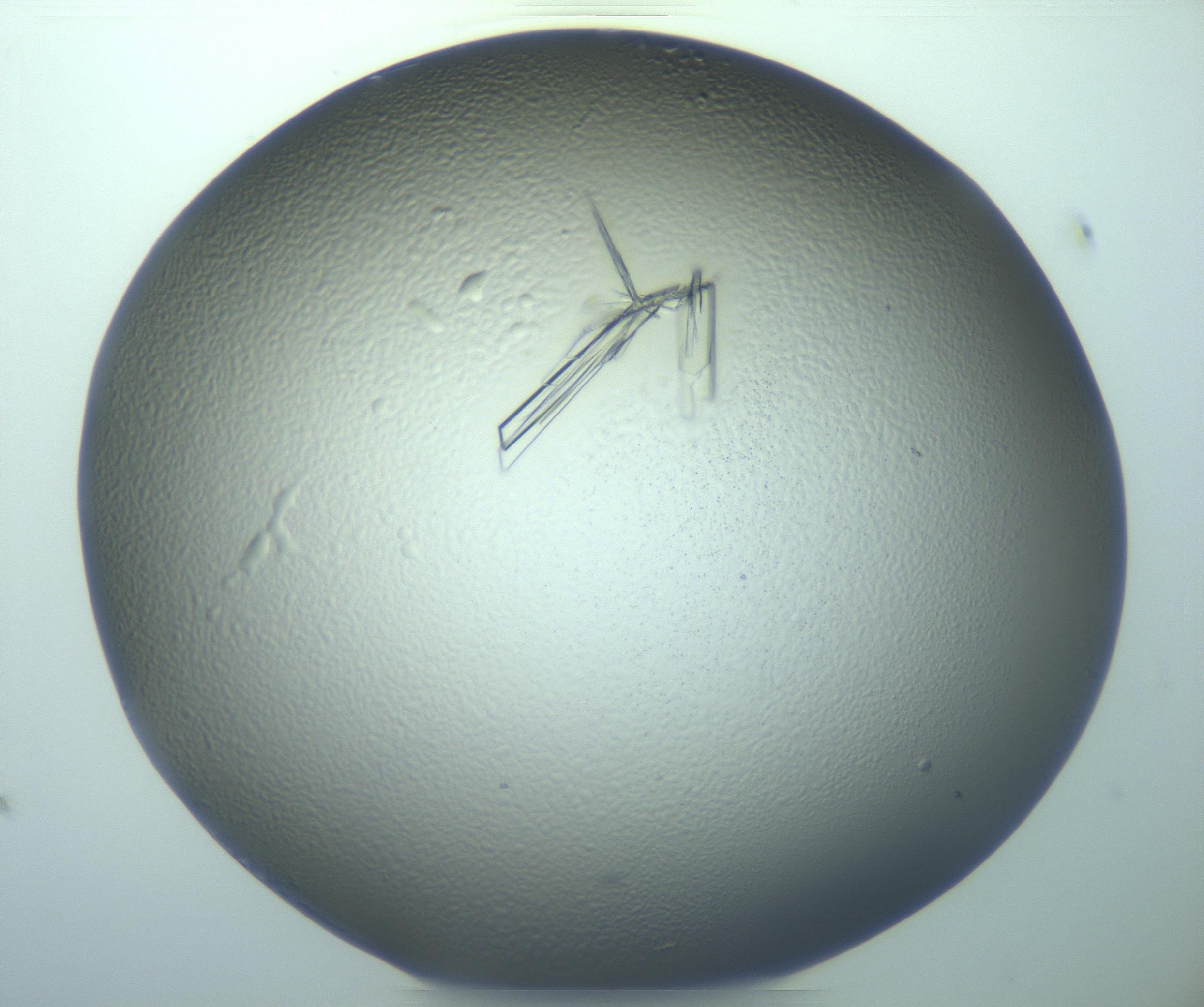 RI01_03_000_0212_Proj1_Clon1_MC_0000MC103245_003_170204_12_02_01_00_99_002_001_RAI.jpg