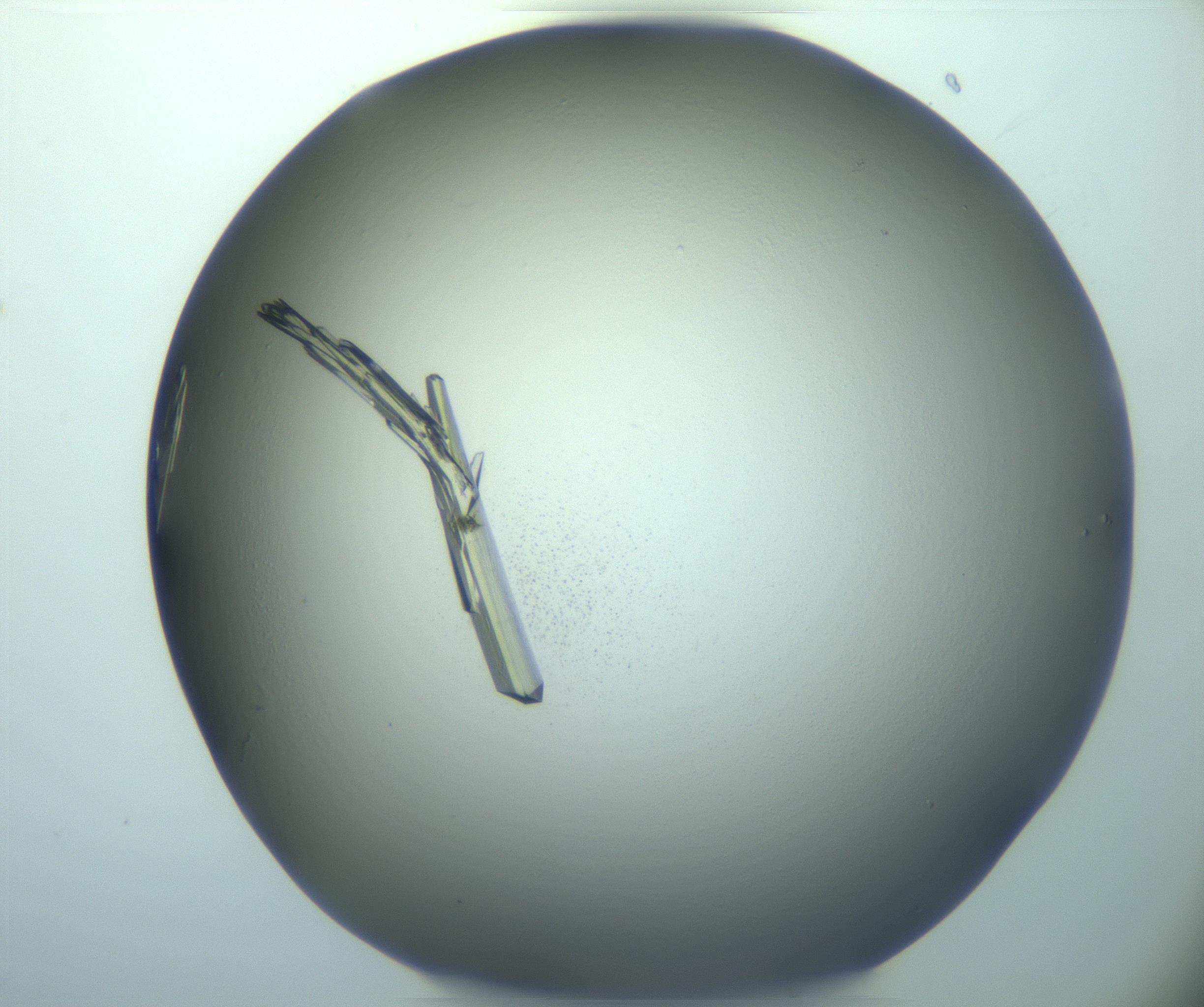 RI01_03_000_0212_Proj1_Clon1_MC_0000MC103245_004_170206_01_05_01_00_99_002_001_RAI.jpg