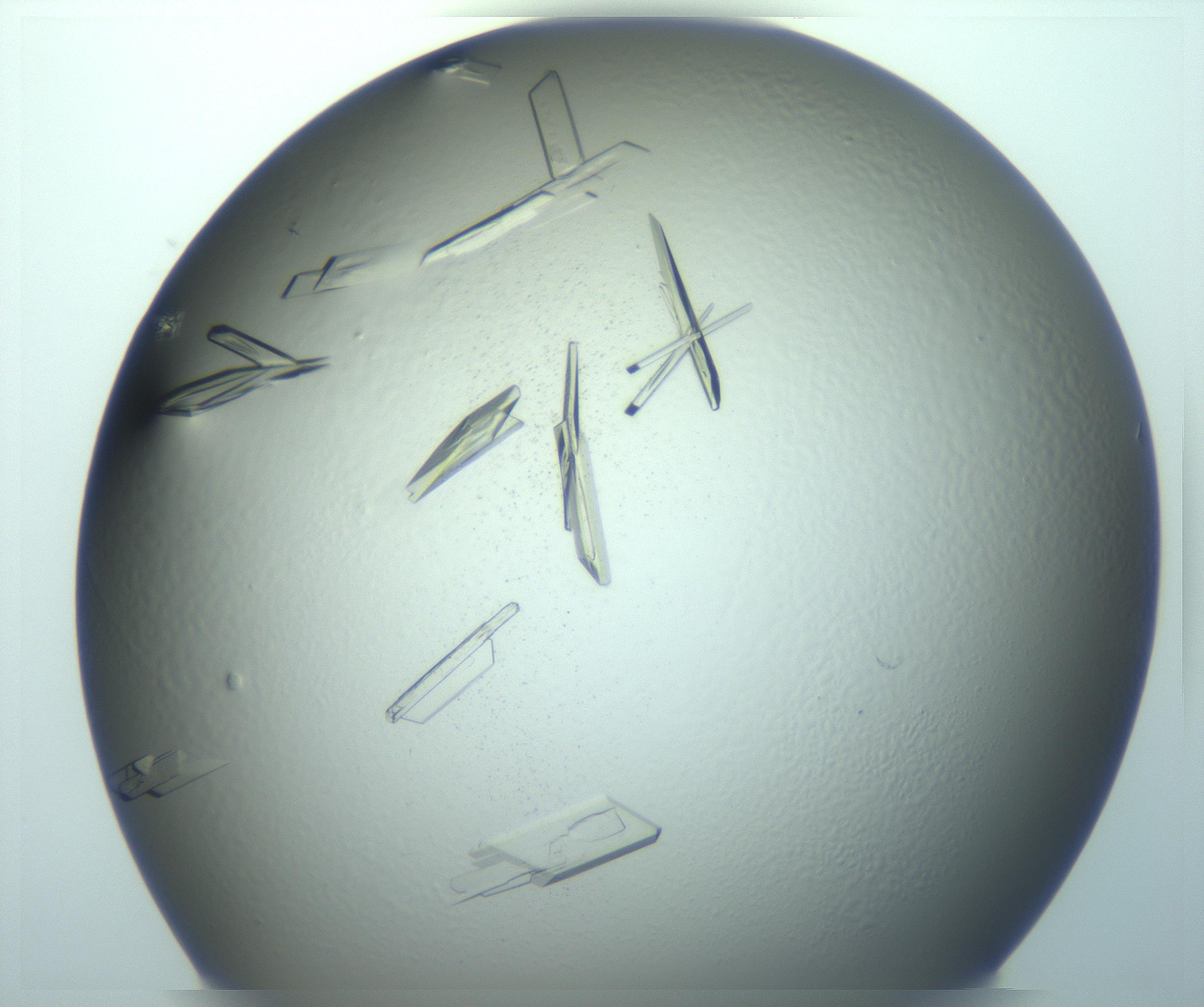 RI01_03_000_0212_Proj1_Clon1_MC_0000MC103245_004_170206_01_08_01_00_99_002_001_RAI.jpg