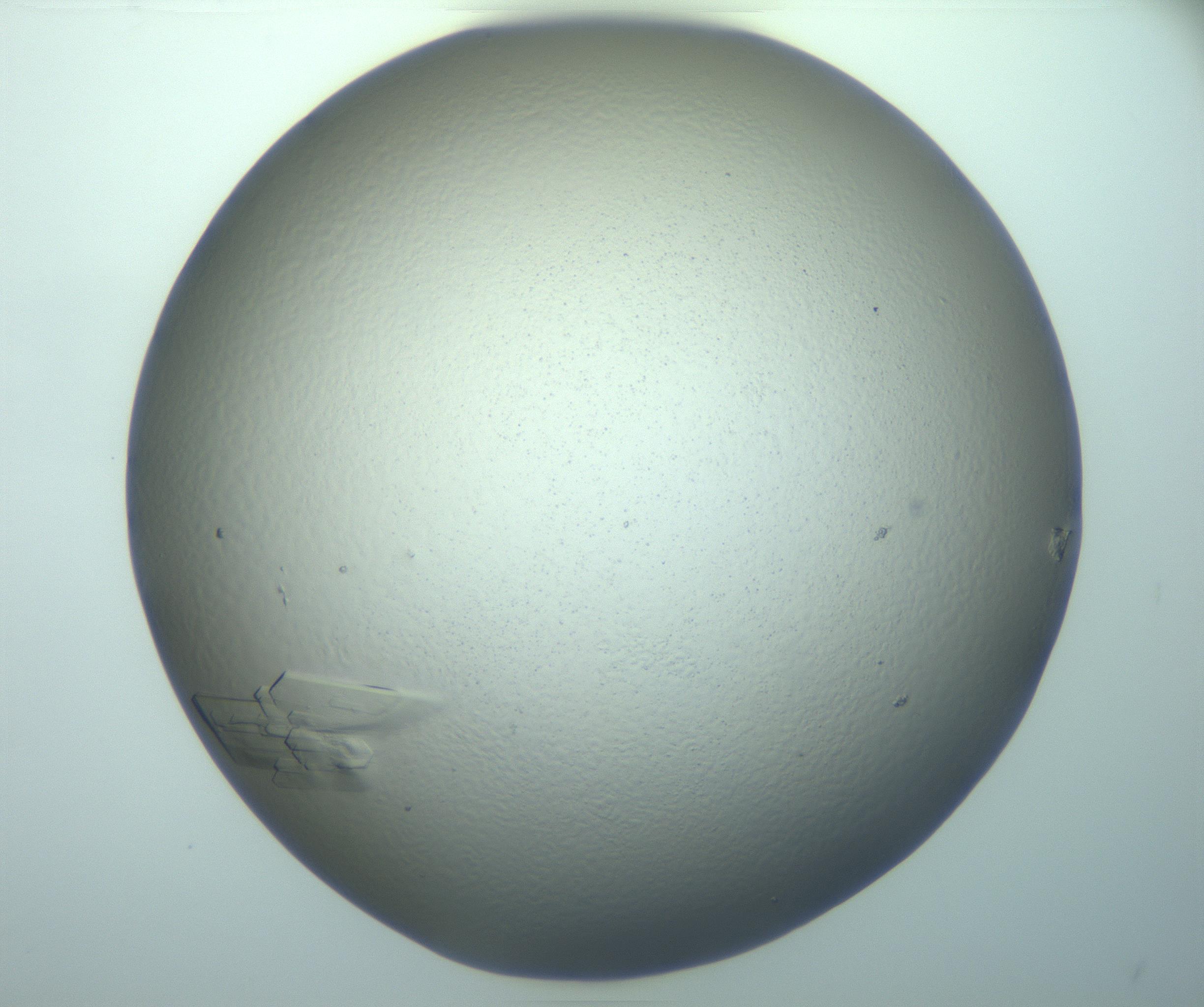 RI01_03_000_0212_Proj1_Clon1_MC_0000MC103245_004_170206_01_08_02_00_99_002_001_RAI.jpg