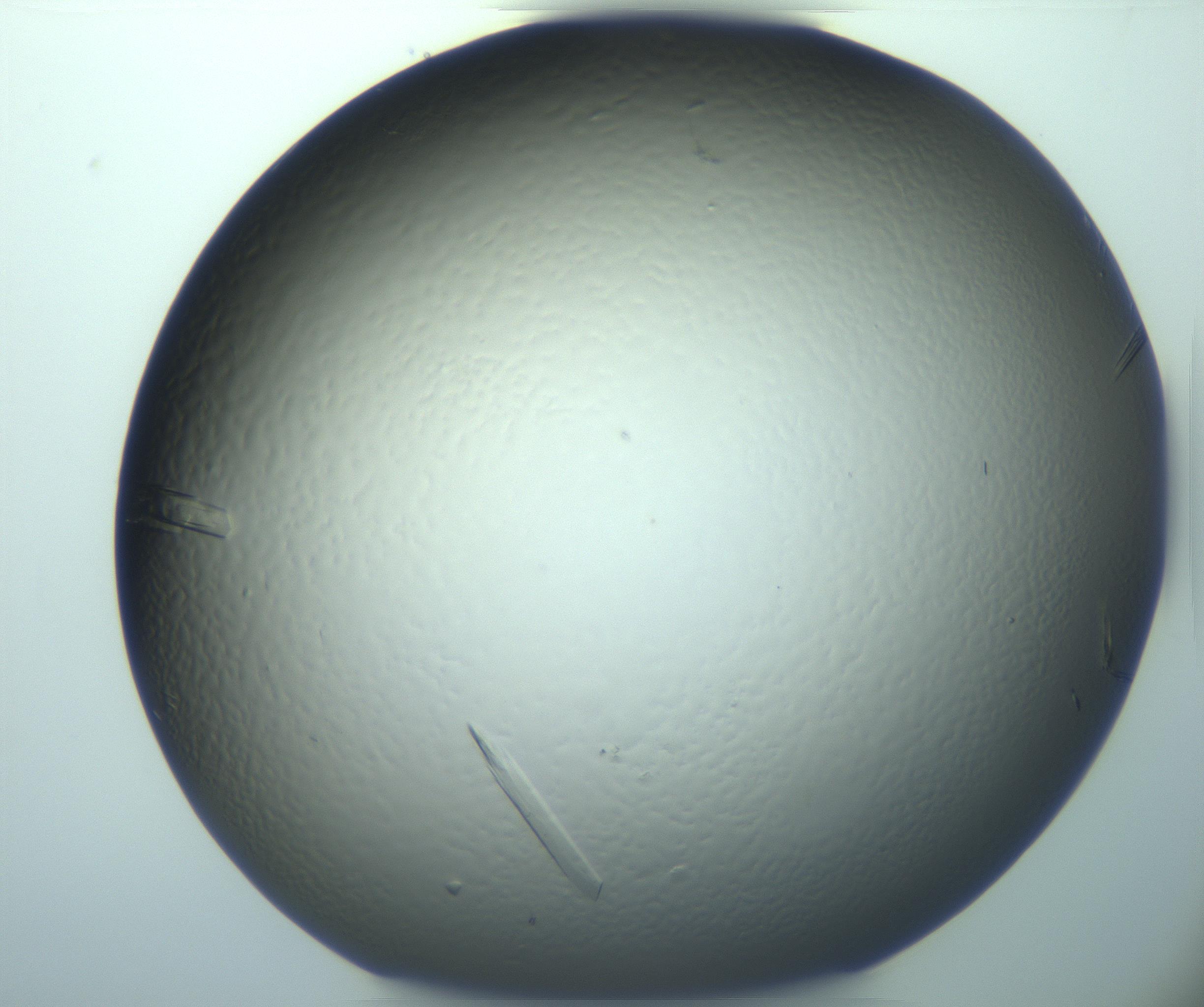 RI01_03_000_0212_Proj1_Clon1_MC_0000MC103245_004_170206_02_02_01_00_99_002_001_RAI.jpg