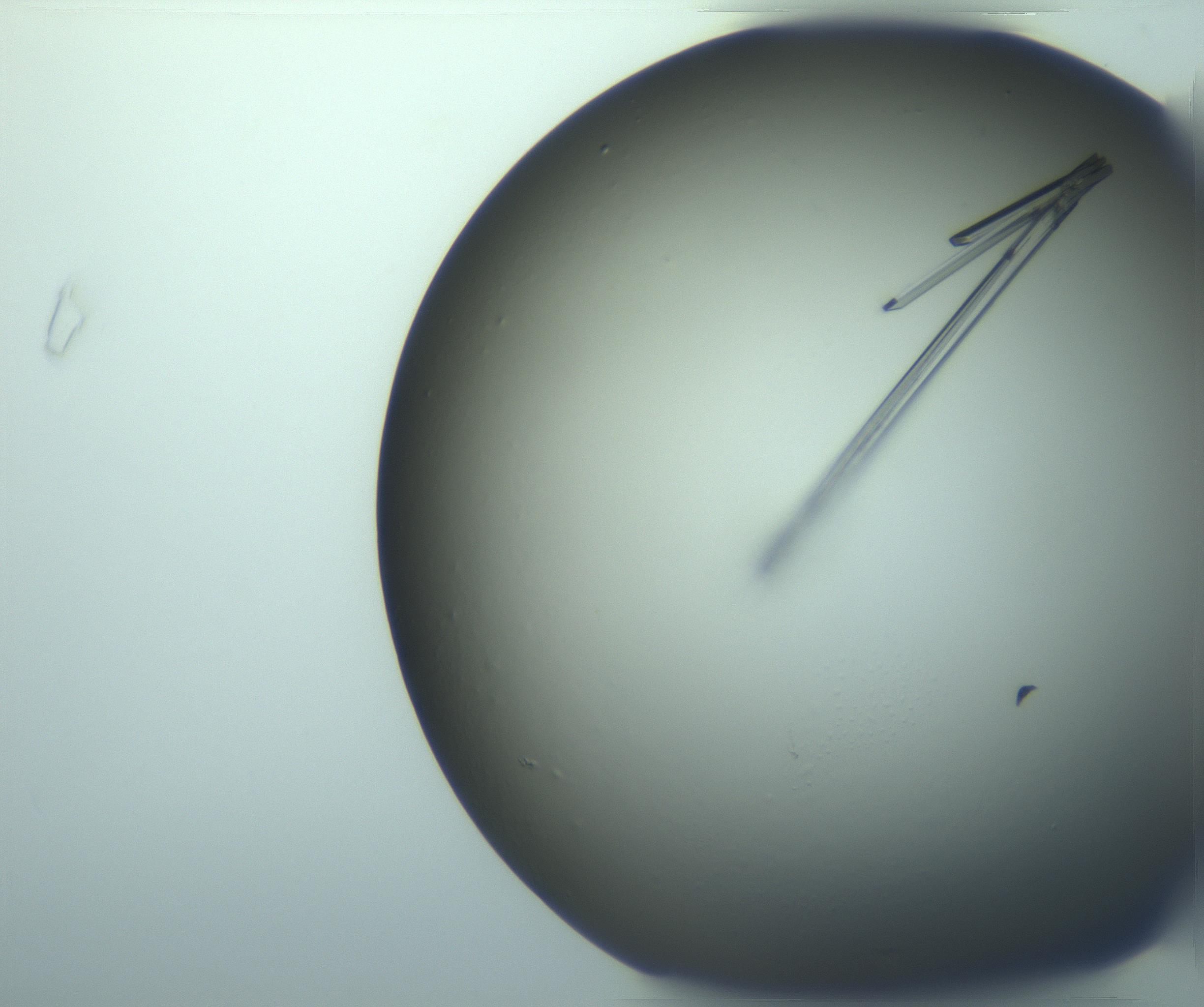 RI01_03_000_0212_Proj1_Clon1_MC_0000MC103245_004_170206_02_04_01_00_99_002_001_RAI.jpg