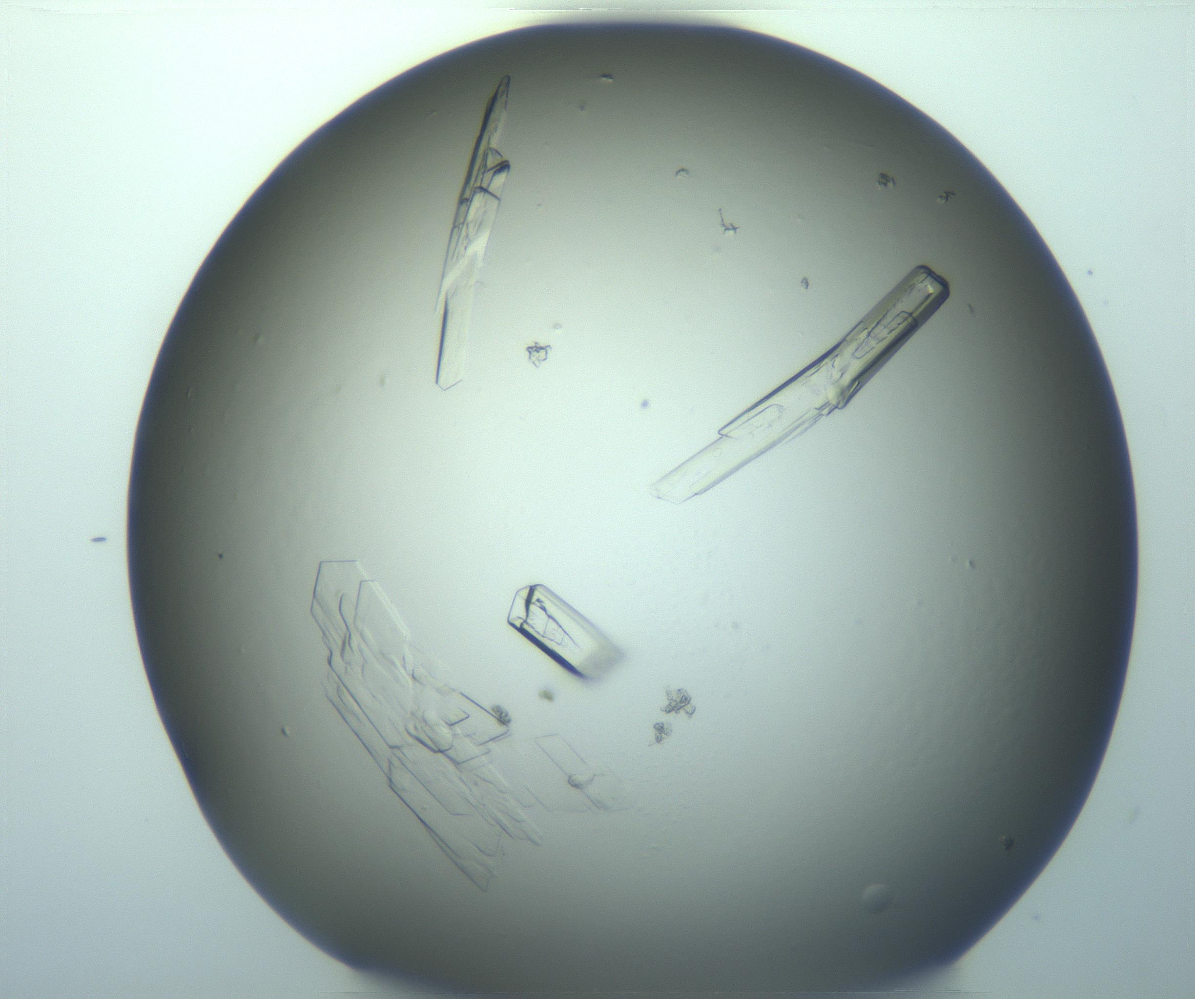 RI01_03_000_0212_Proj1_Clon1_MC_0000MC103245_004_170206_02_04_02_00_99_002_001_RAI.jpg