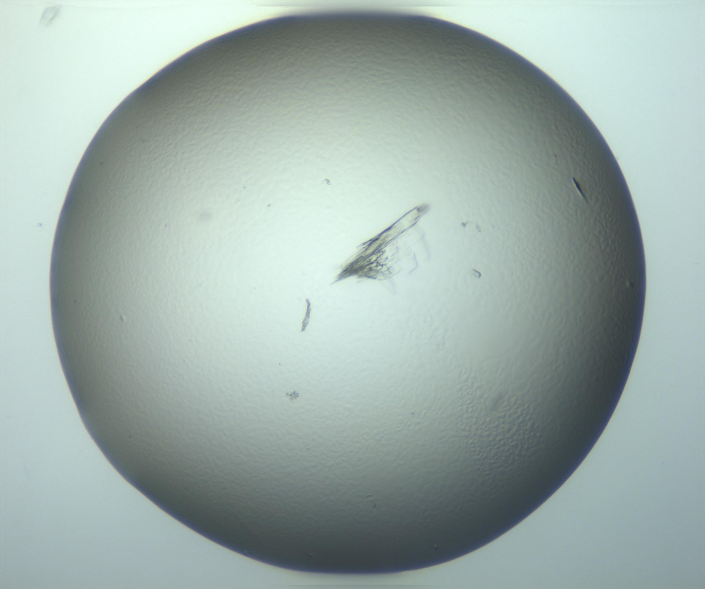 RI01_03_000_0212_Proj1_Clon1_MC_0000MC103245_004_170206_02_07_01_00_99_002_001_RAI.jpg