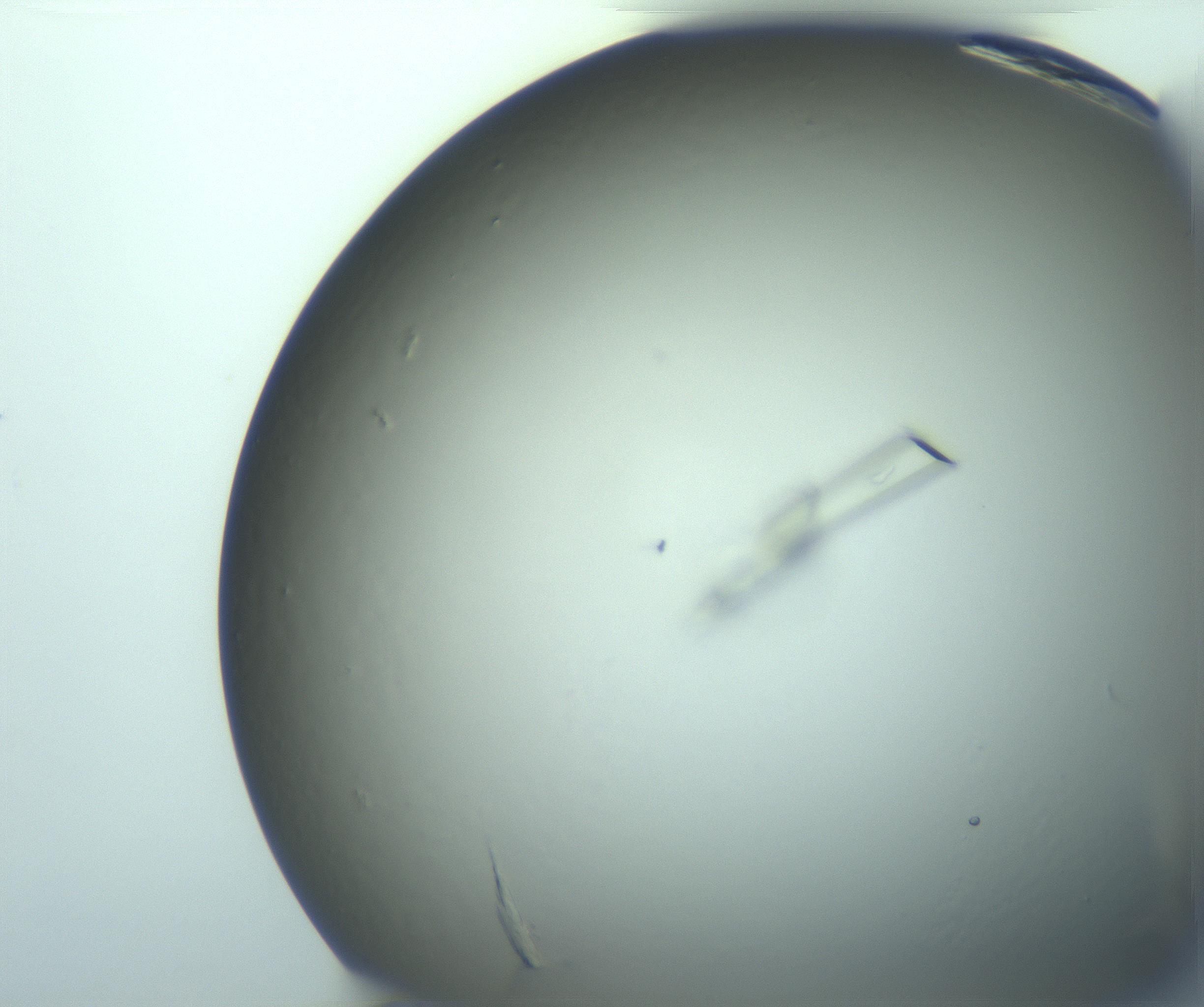 RI01_03_000_0212_Proj1_Clon1_MC_0000MC103245_004_170206_04_03_01_00_99_002_001_RAI.jpg