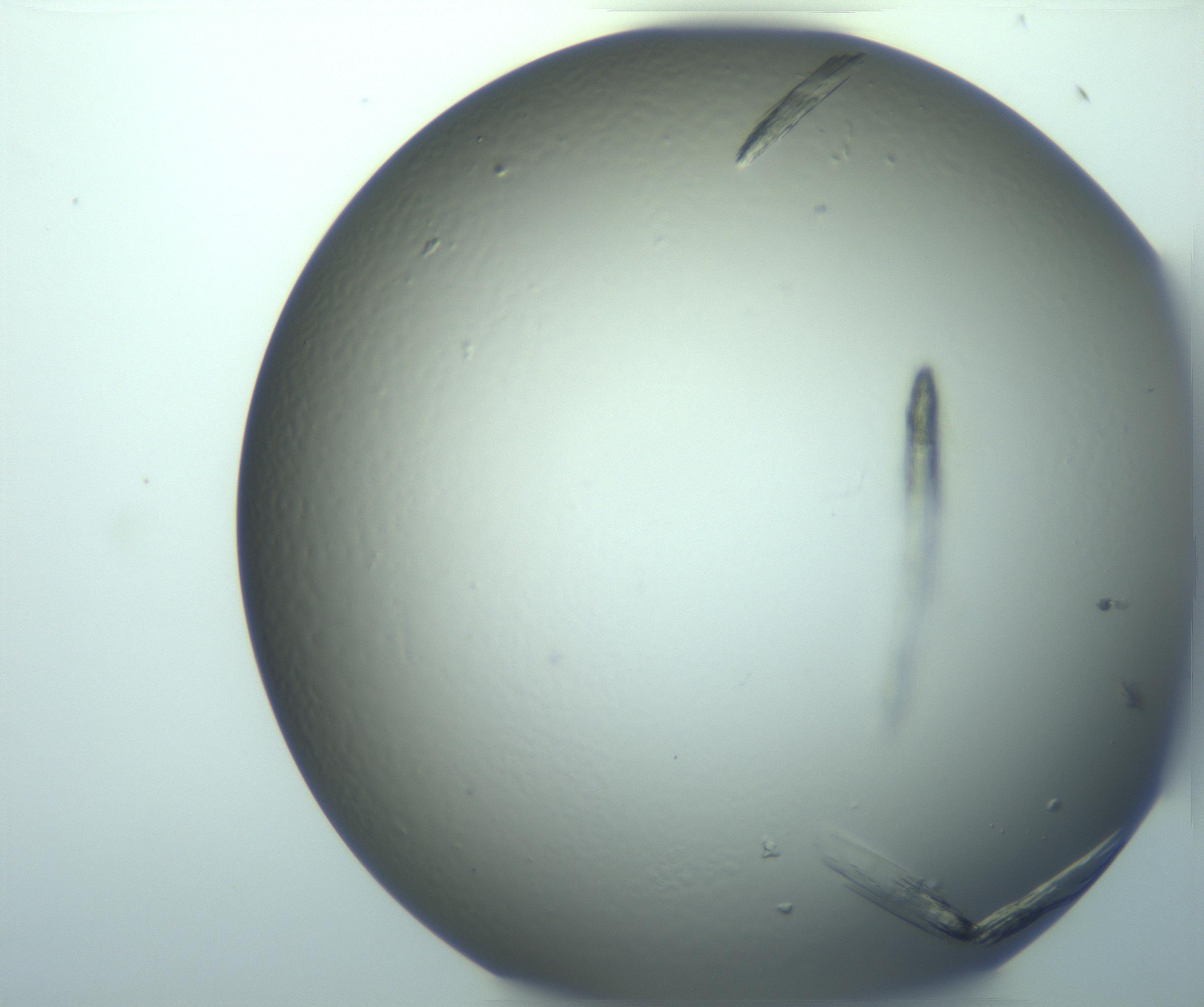 RI01_03_000_0212_Proj1_Clon1_MC_0000MC103245_004_170206_04_03_02_00_99_002_001_RAI.jpg