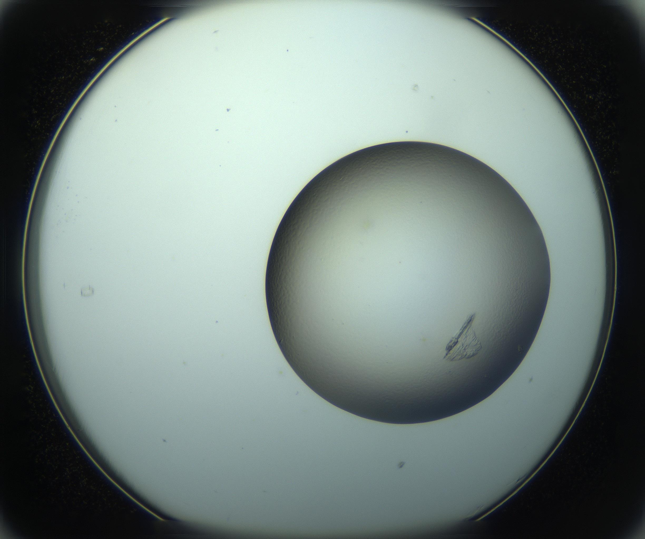 RI01_03_000_0212_Proj1_Clon1_MC_0000MC103245_004_170206_05_03_01_00_99_002_001_RAI.jpg