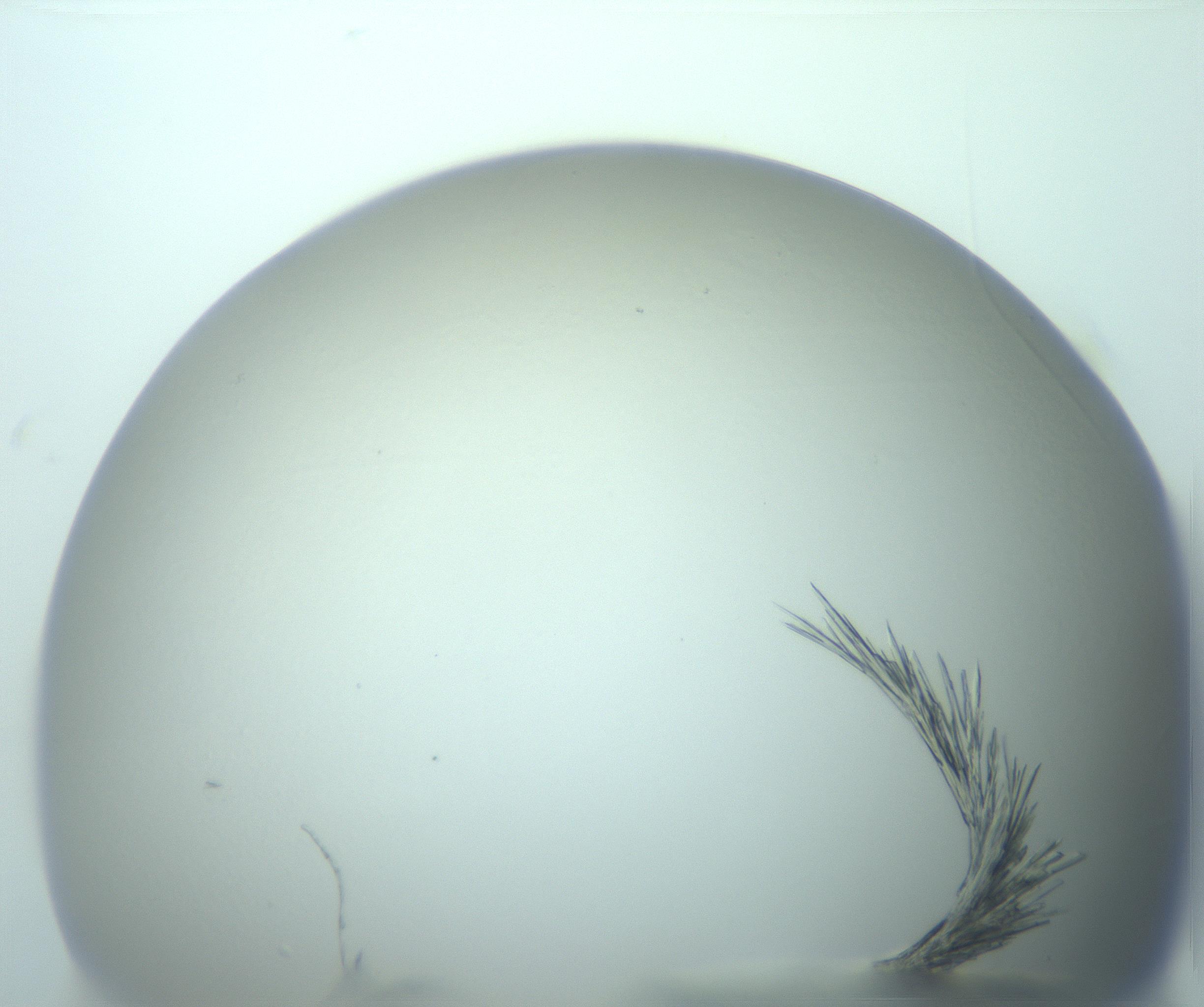RI01_03_000_0212_Proj1_Clon1_MC_0000MC103245_004_170206_08_06_01_00_99_002_001_RAI.jpg
