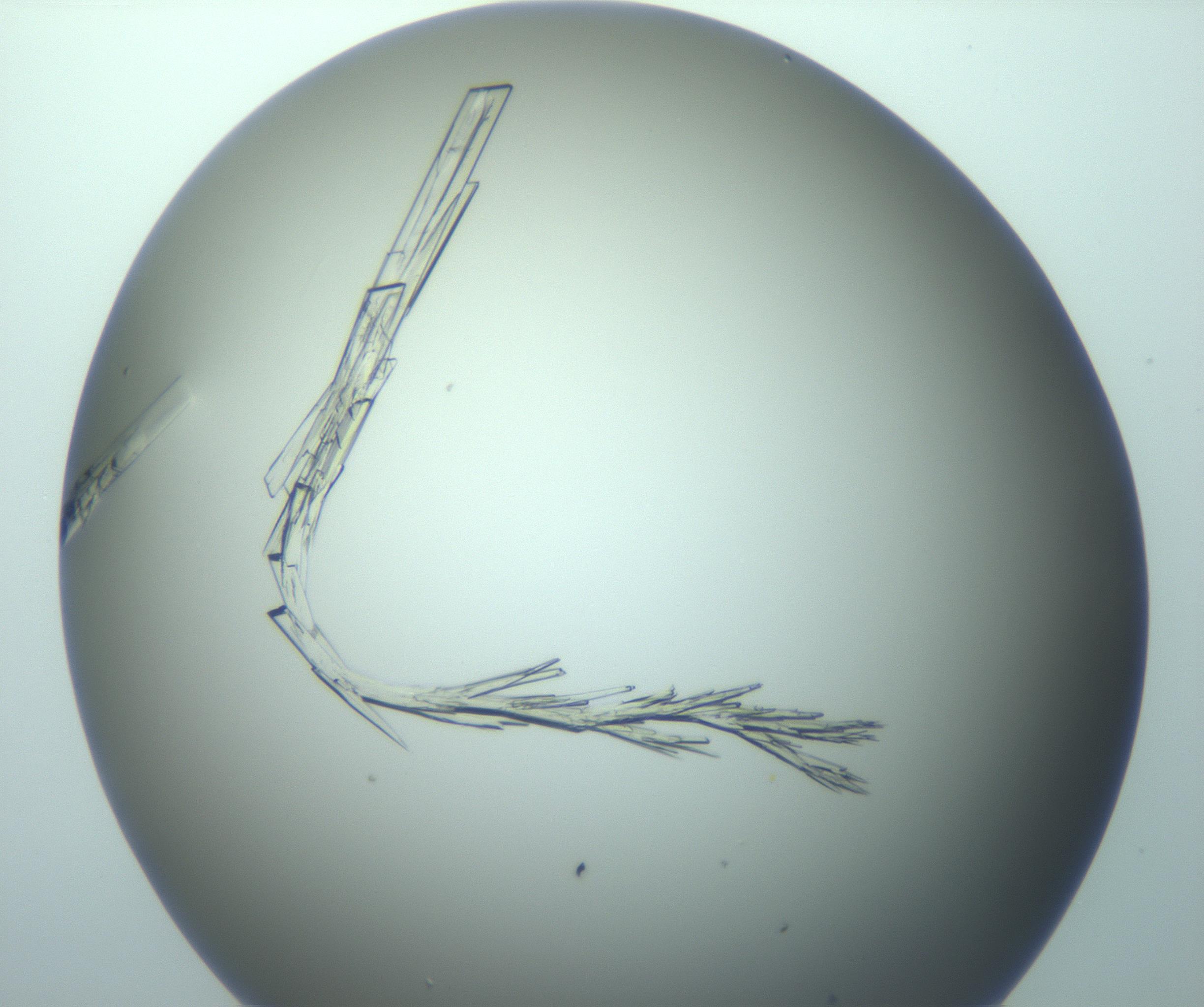 RI01_03_000_0212_Proj1_Clon1_MC_0000MC103245_004_170206_08_08_01_00_99_002_001_RAI.jpg