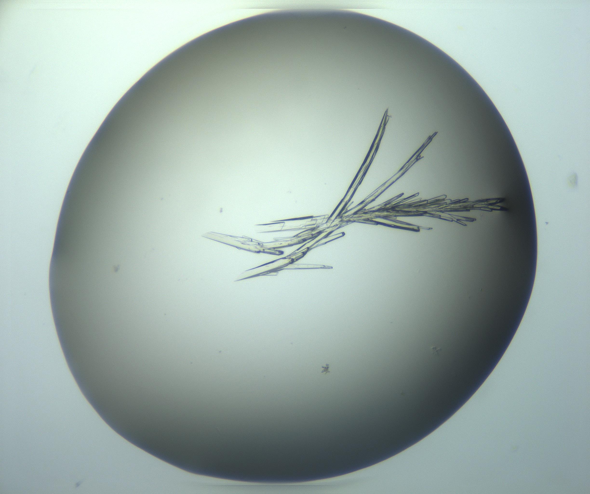 RI01_03_000_0212_Proj1_Clon1_MC_0000MC103245_004_170206_08_08_02_00_99_002_001_RAI.jpg