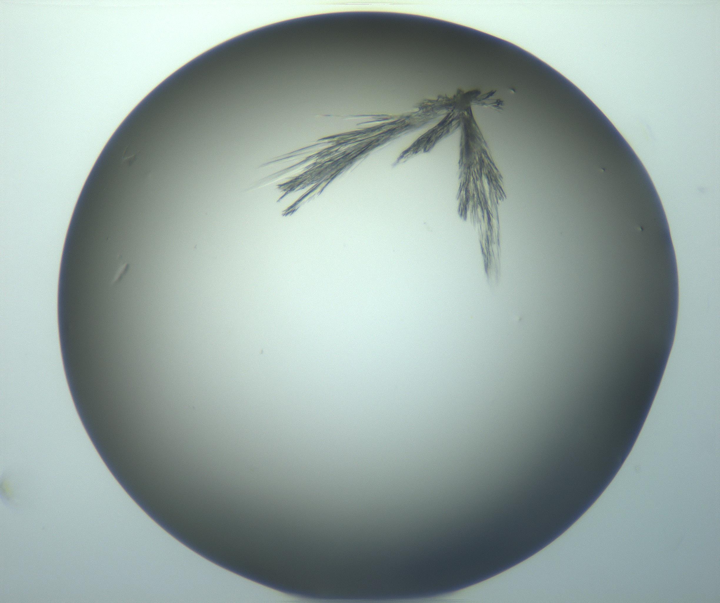 RI01_03_000_0212_Proj1_Clon1_MC_0000MC103245_004_170206_11_03_01_00_99_002_001_RAI.jpg