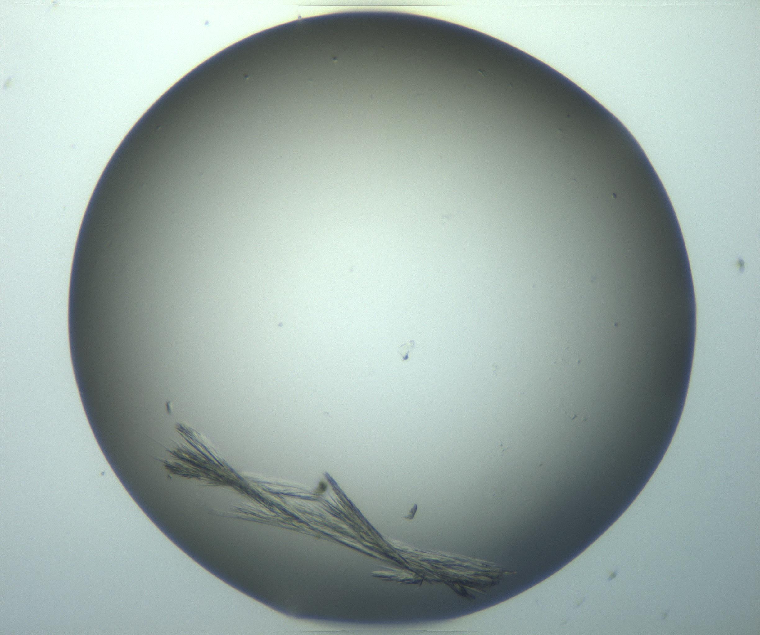 RI01_03_000_0212_Proj1_Clon1_MC_0000MC103245_004_170206_11_03_02_00_99_002_001_RAI.jpg