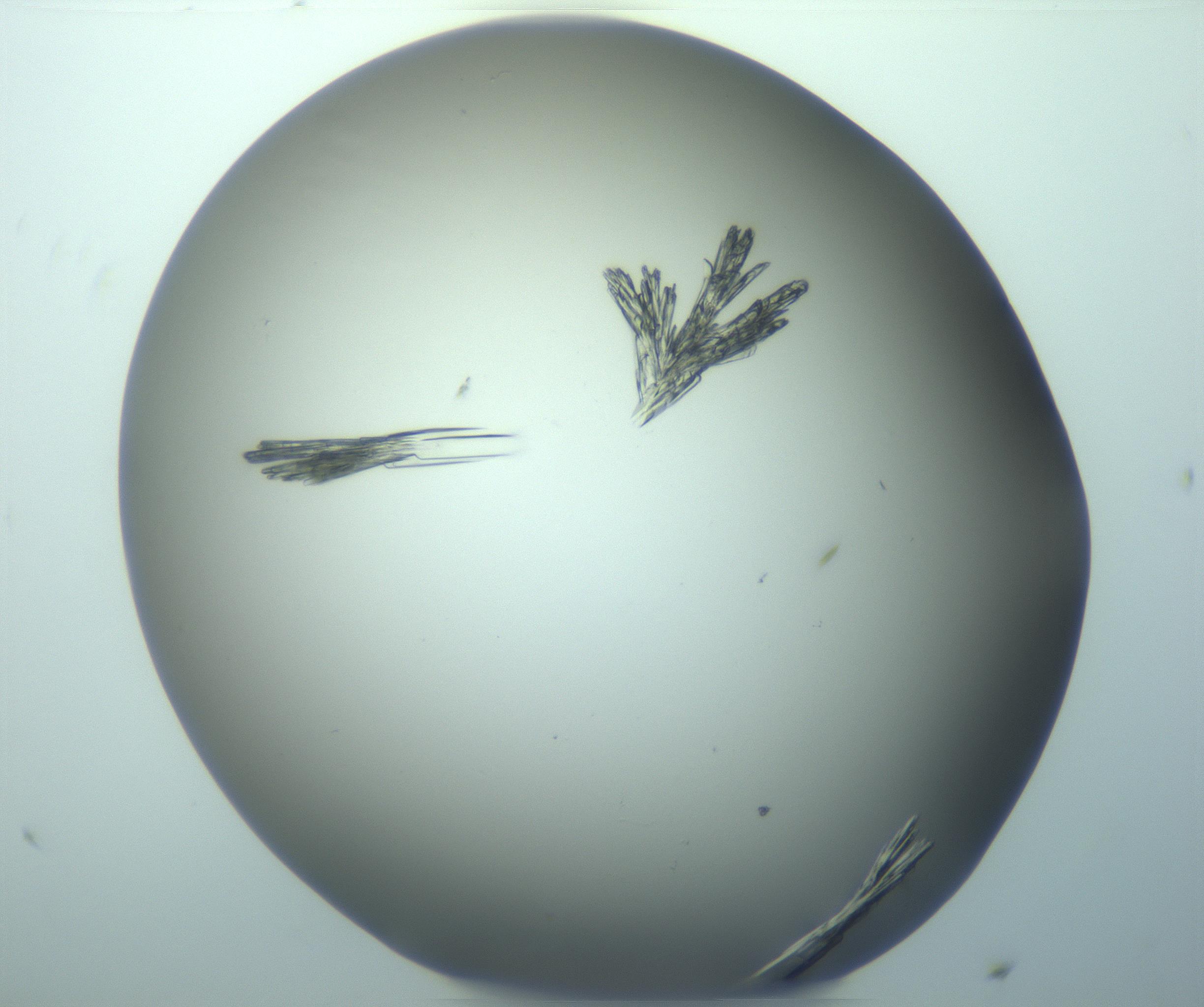 RI01_03_000_0212_Proj1_Clon1_MC_0000MC103245_004_170206_11_08_01_00_99_002_001_RAI.jpg
