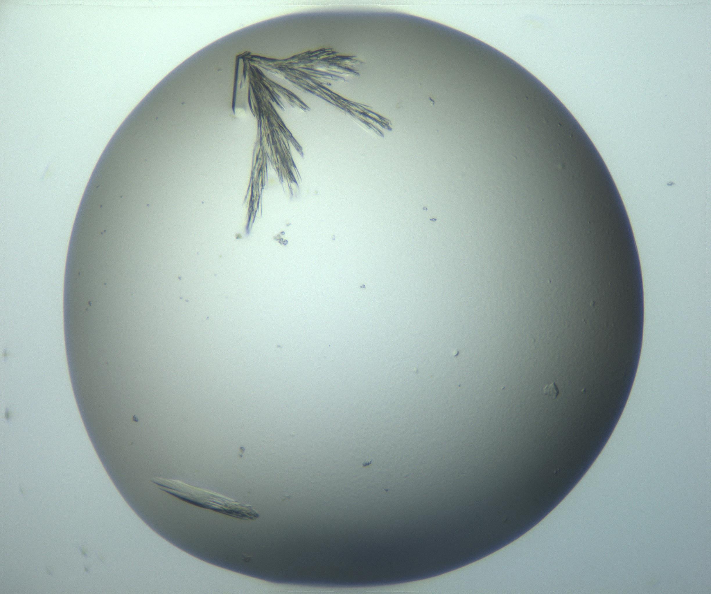 RI01_03_000_0212_Proj1_Clon1_MC_0000MC103245_004_170206_11_08_02_00_99_002_001_RAI.jpg
