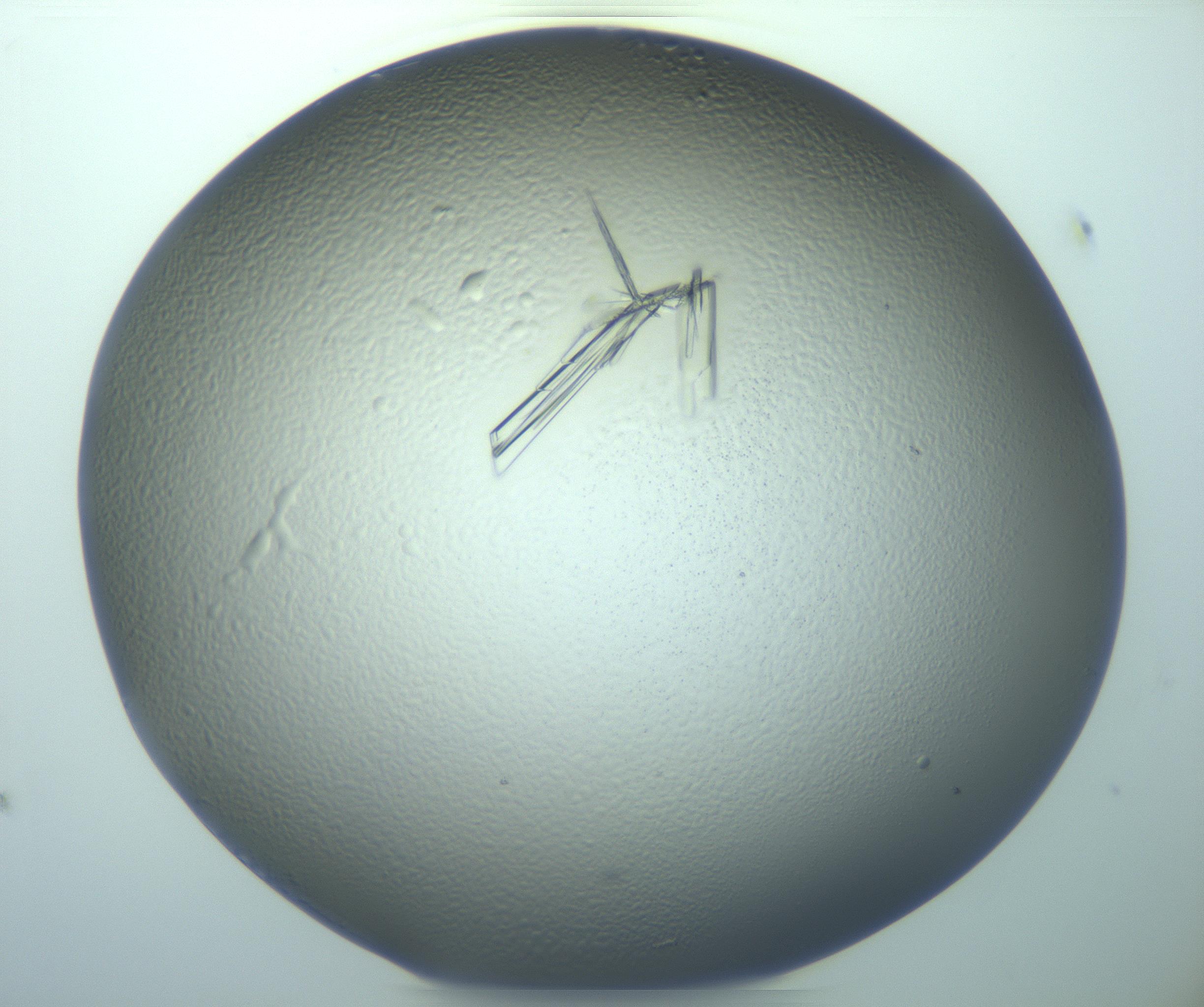 RI01_03_000_0212_Proj1_Clon1_MC_0000MC103245_004_170206_12_02_01_00_99_002_001_RAI.jpg