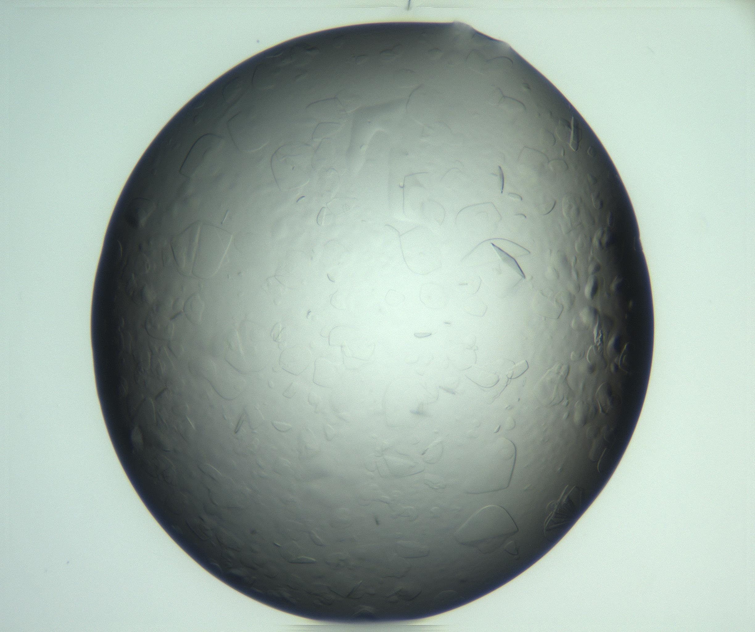 RI01_03_000_0212_Proj1_Clon1_MC_0000MC103247_002_170203_06_08_02_00_99_002_001_RAI.jpg