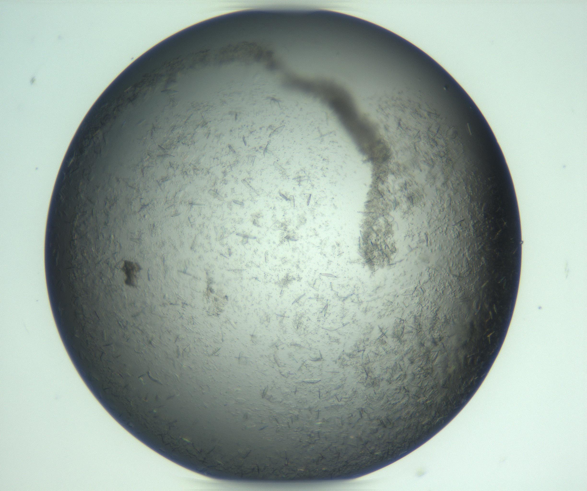 RI01_03_000_0212_Proj1_Clon1_MC_0000MC103247_002_170203_09_07_02_00_99_002_001_RAI.jpg