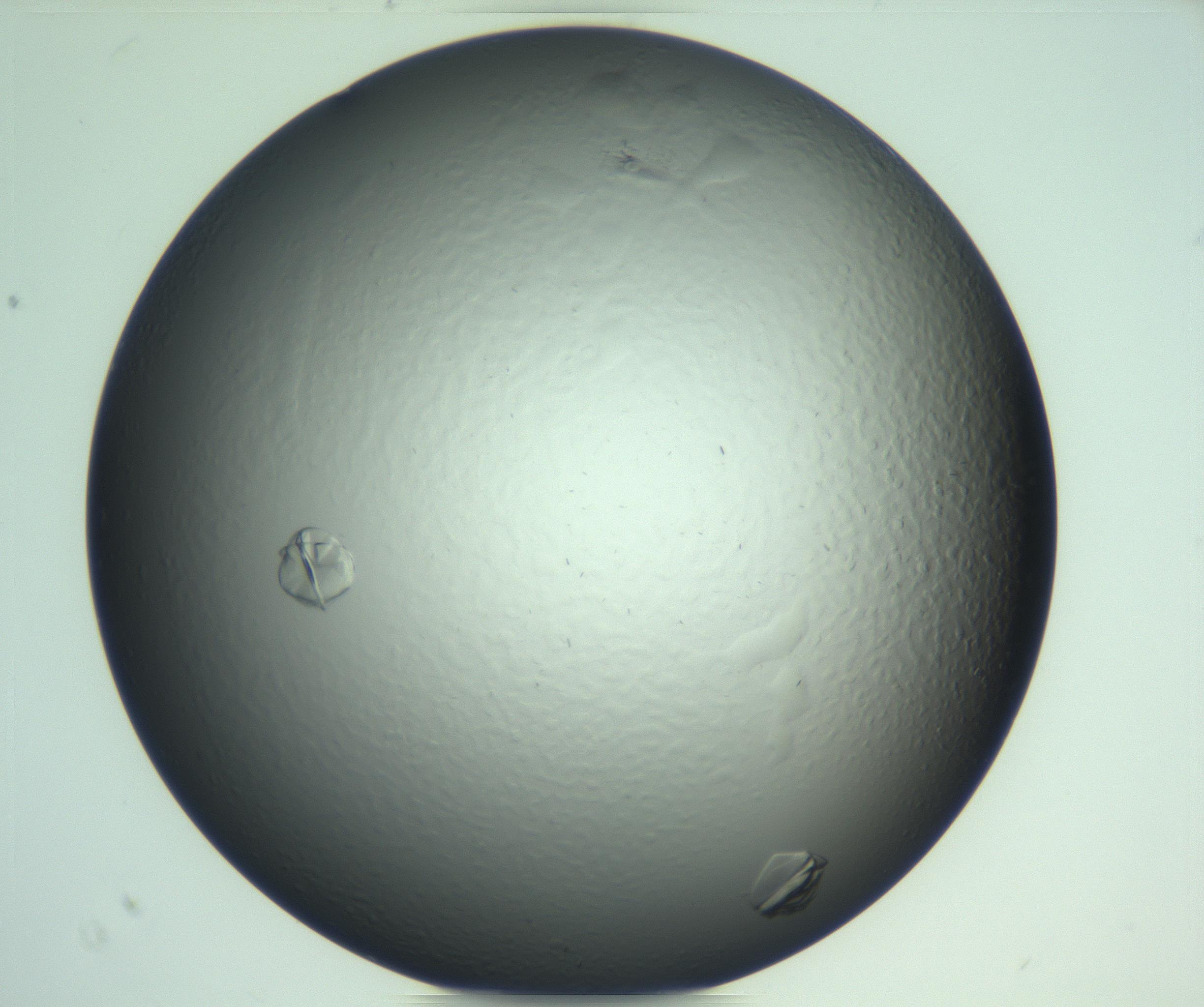 RI01_03_000_0212_Proj1_Clon1_MC_0000MC103247_003_170205_07_08_02_00_99_002_001_RAI.jpg