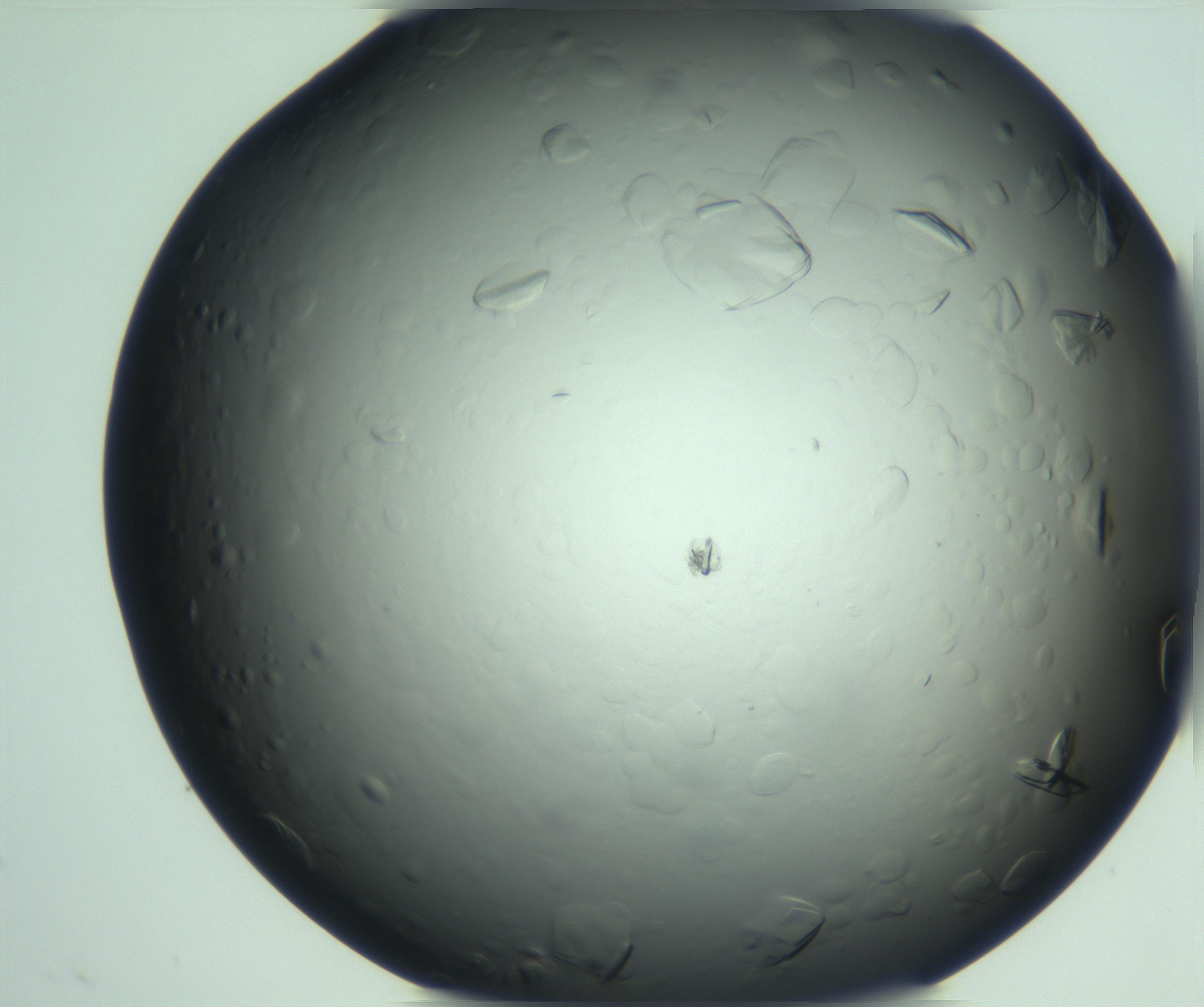 RI01_03_000_0212_Proj1_Clon1_MC_0000MC103247_003_170205_08_08_02_00_99_002_001_RAI.jpg