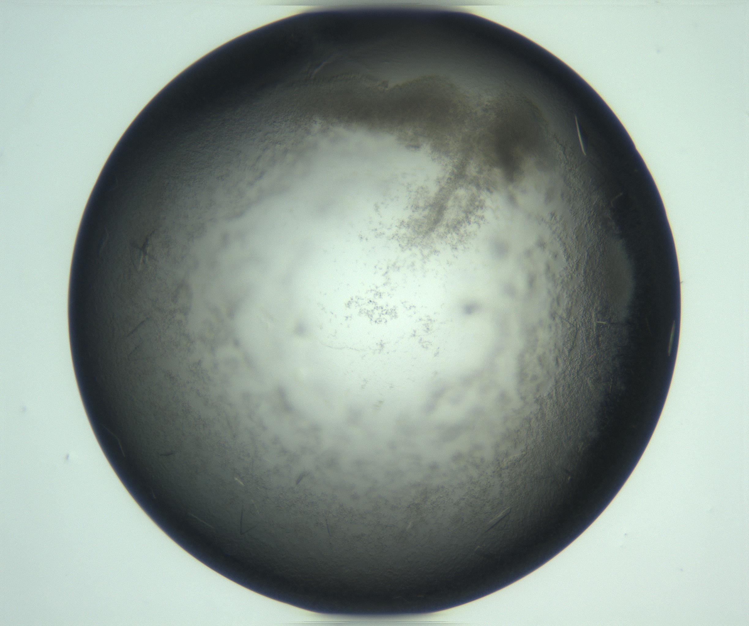 RI01_03_000_0212_Proj1_Clon1_MC_0000MC103247_003_170205_12_08_02_00_99_002_001_RAI.jpg