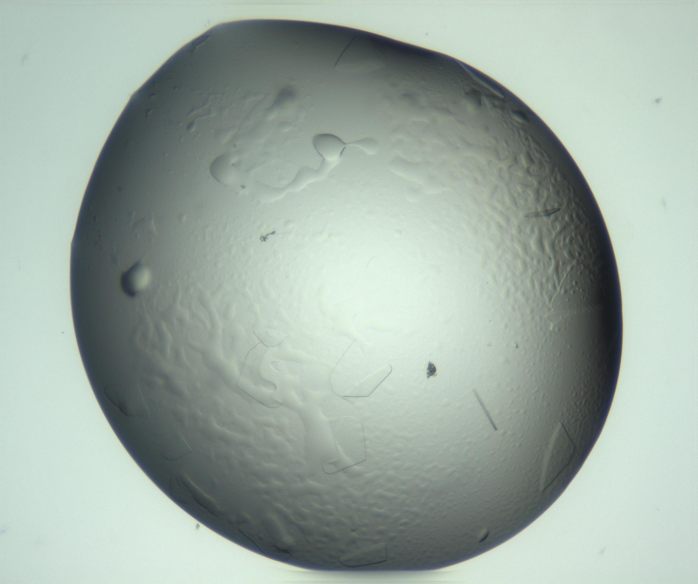 RI01_03_000_0212_Proj1_Clon1_MC_0000MC103247_004_170207_12_06_02_00_99_002_001_RAI.jpg