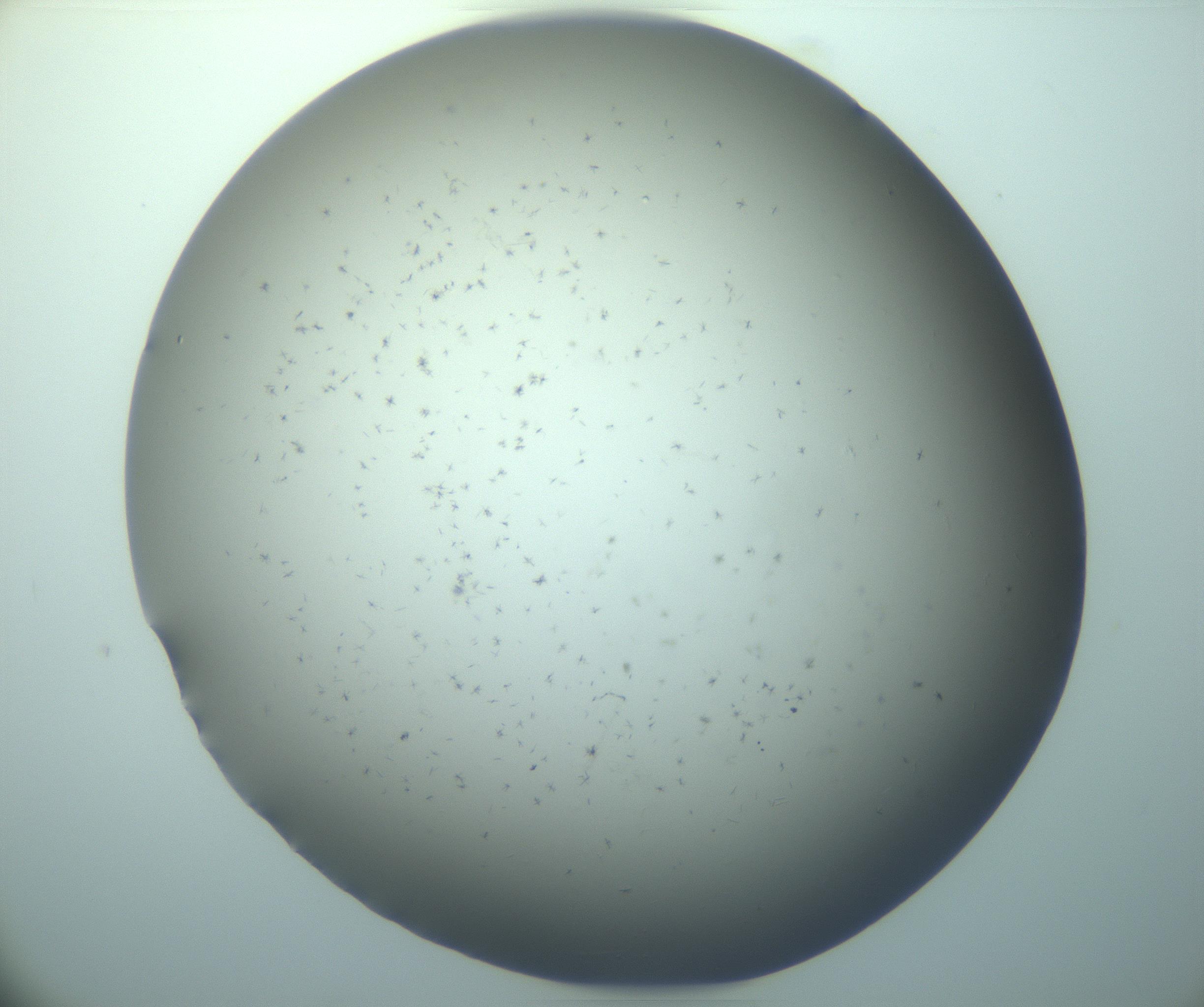 RI01_03_000_0212_Proj1_Clon1_MC_0000MC103248_002_170208_02_04_01_00_99_002_001_RAI.jpg