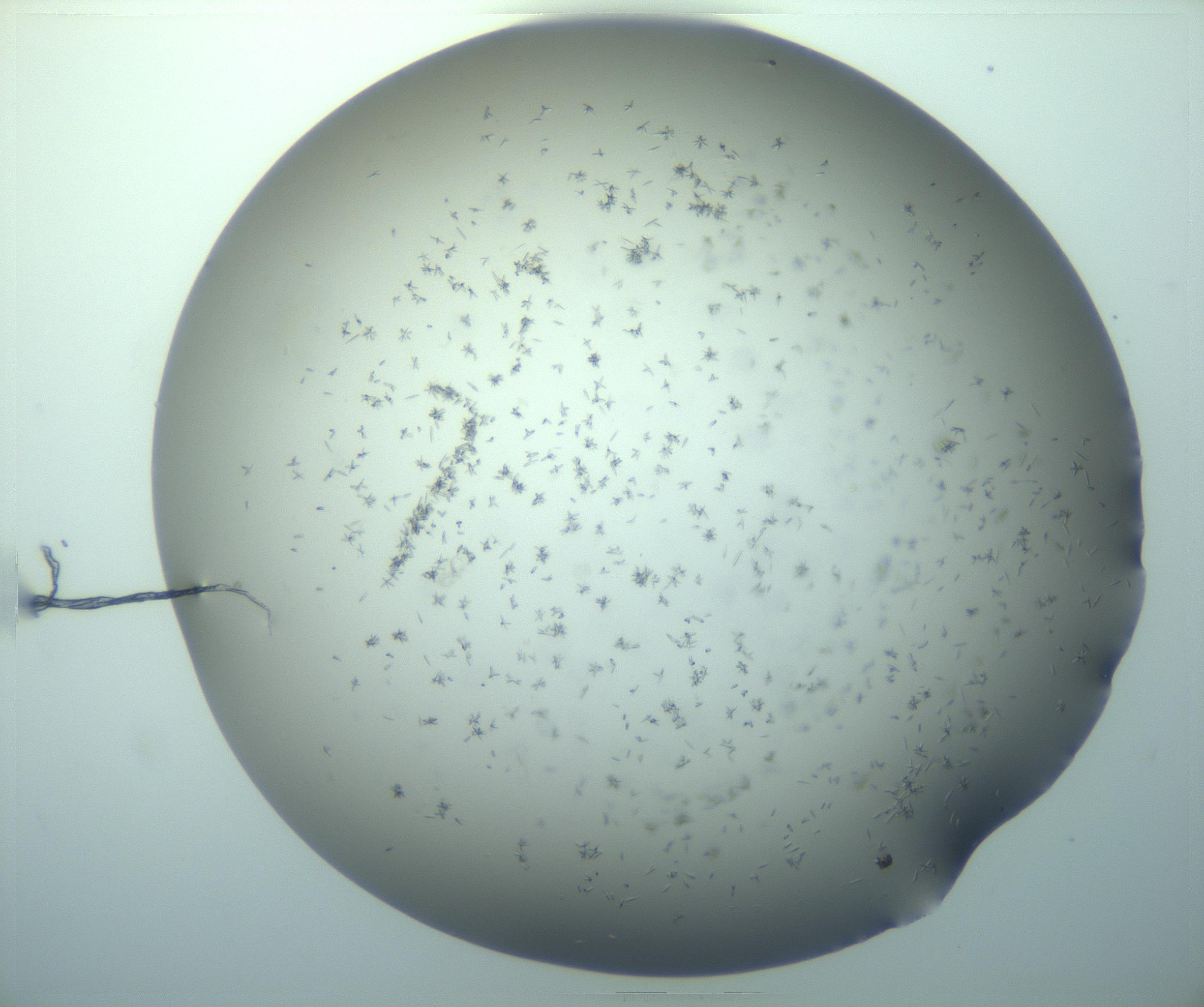 RI01_03_000_0212_Proj1_Clon1_MC_0000MC103248_002_170208_02_04_02_00_99_002_001_RAI.jpg