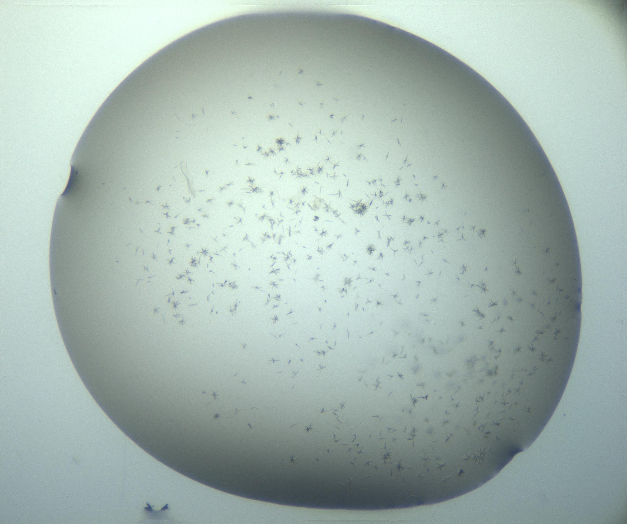 RI01_03_000_0212_Proj1_Clon1_MC_0000MC103248_002_170208_02_05_02_00_99_002_001_RAI.jpg