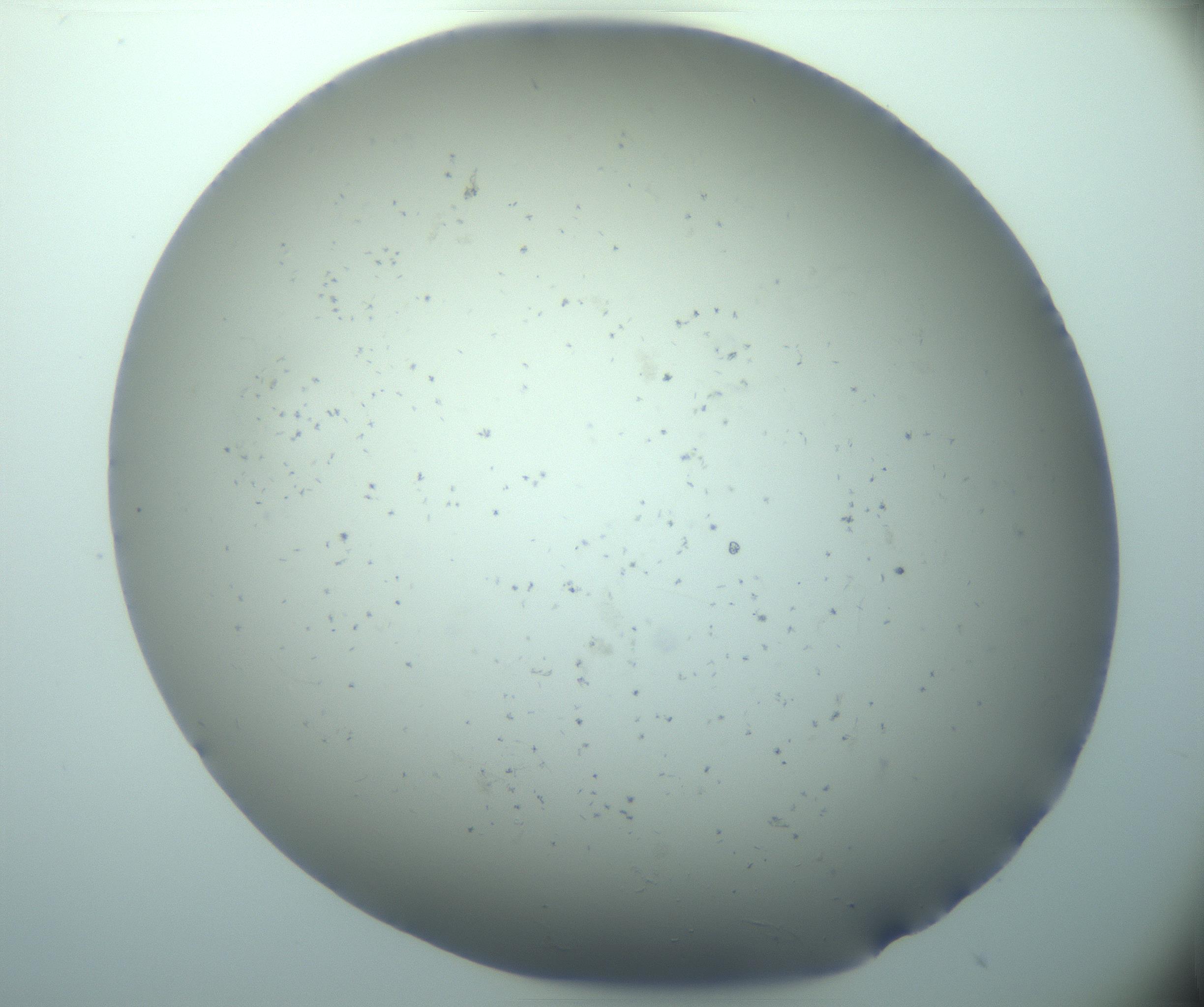 RI01_03_000_0212_Proj1_Clon1_MC_0000MC103248_002_170208_03_02_01_00_99_002_001_RAI.jpg