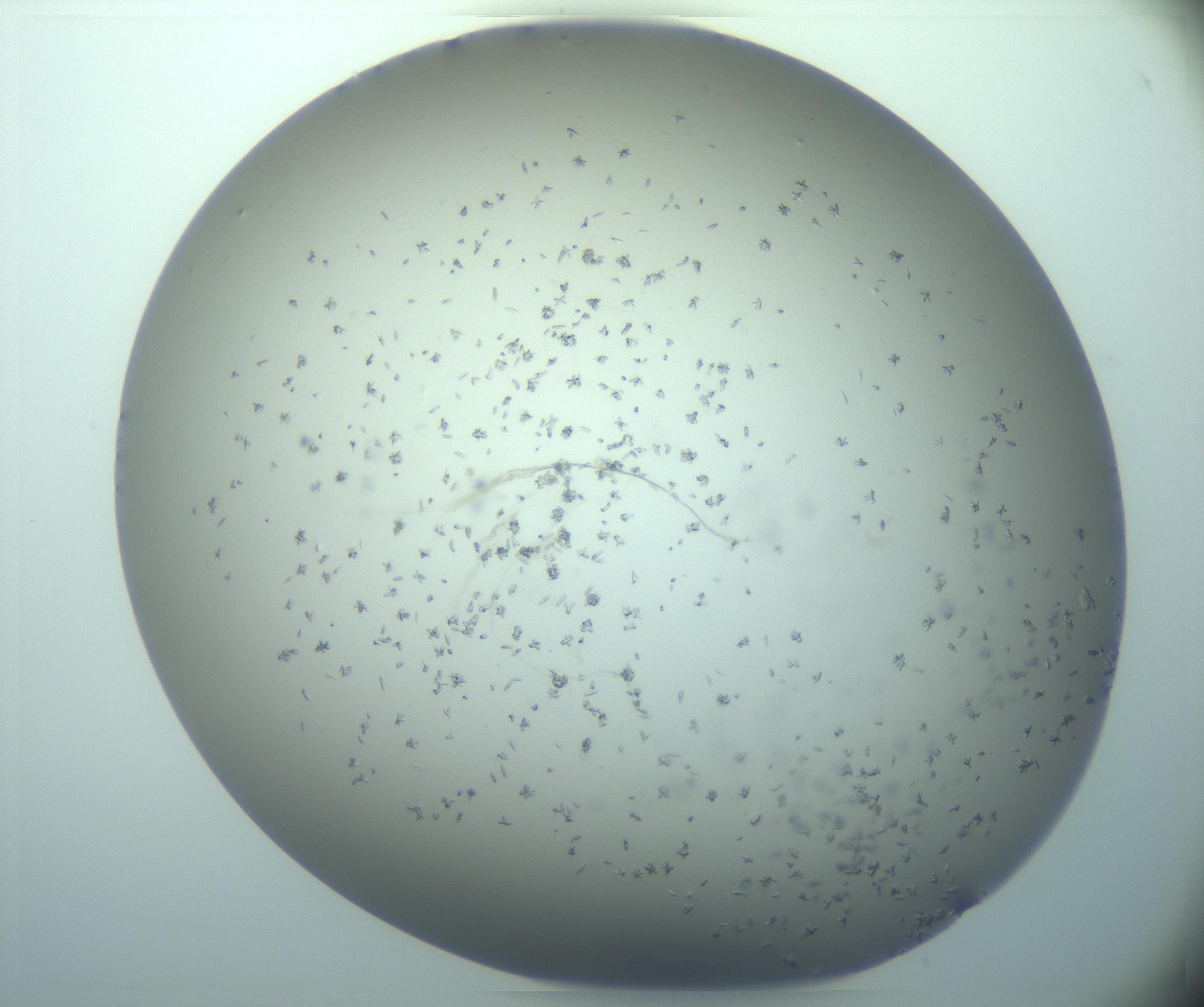 RI01_03_000_0212_Proj1_Clon1_MC_0000MC103248_002_170208_03_02_02_00_99_002_001_RAI.jpg