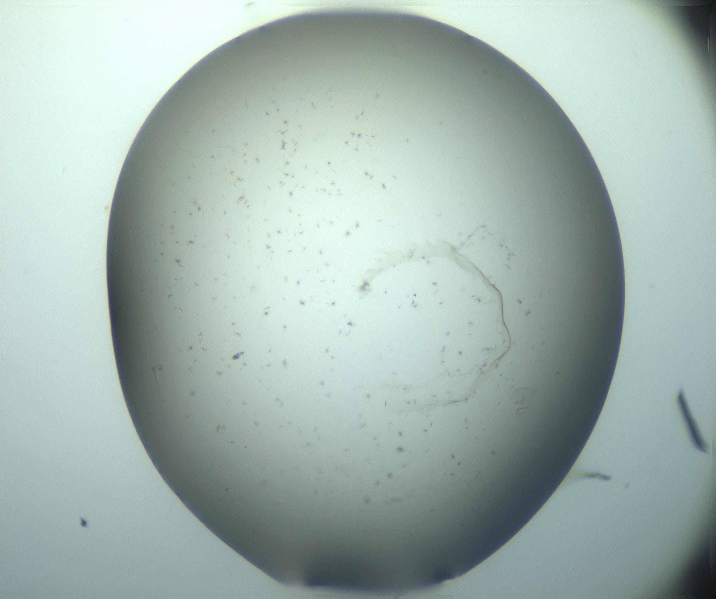 RI01_03_000_0212_Proj1_Clon1_MC_0000MC103248_002_170208_03_03_01_00_99_002_001_RAI.jpg