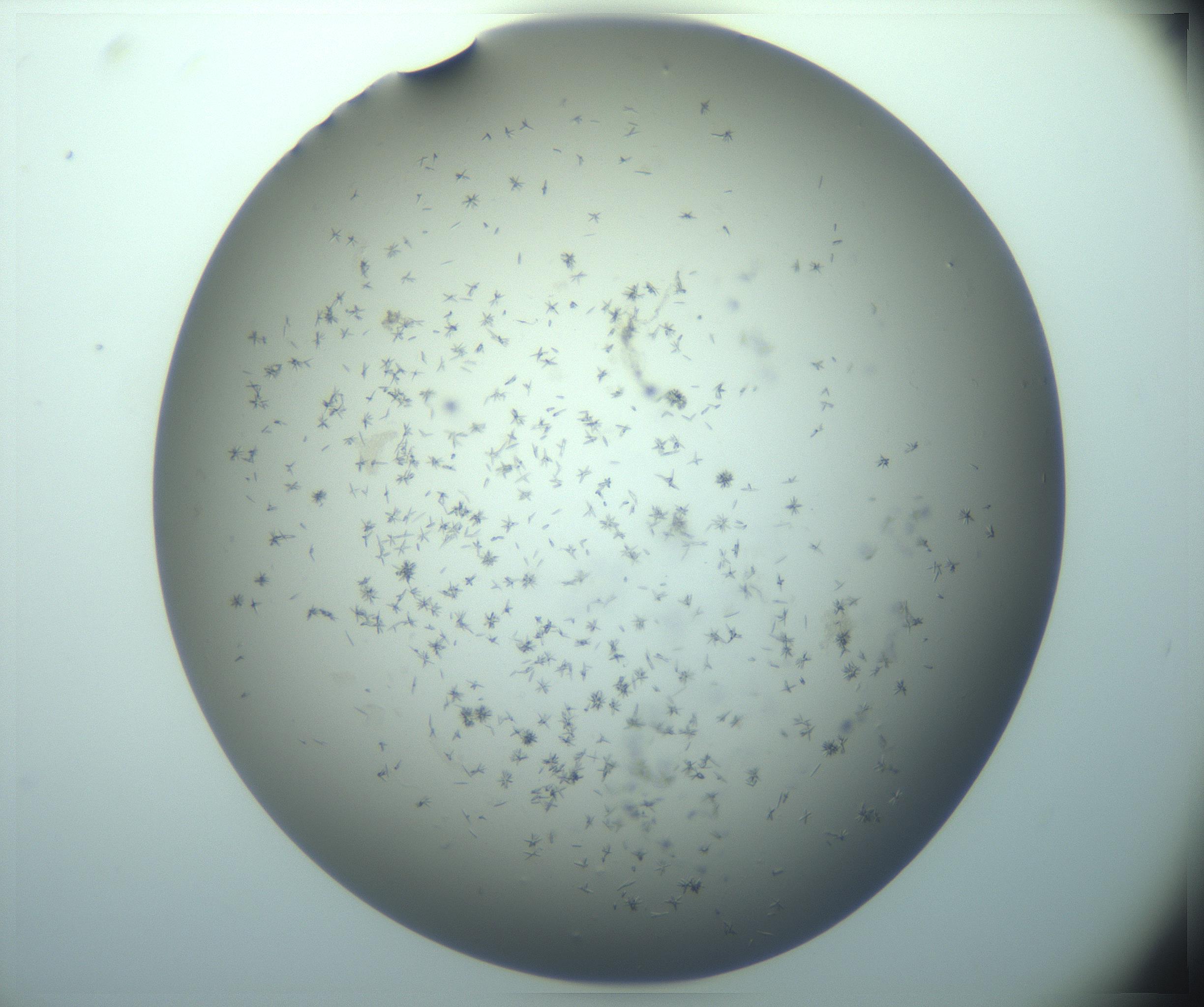RI01_03_000_0212_Proj1_Clon1_MC_0000MC103248_002_170208_03_03_02_00_99_002_001_RAI.jpg