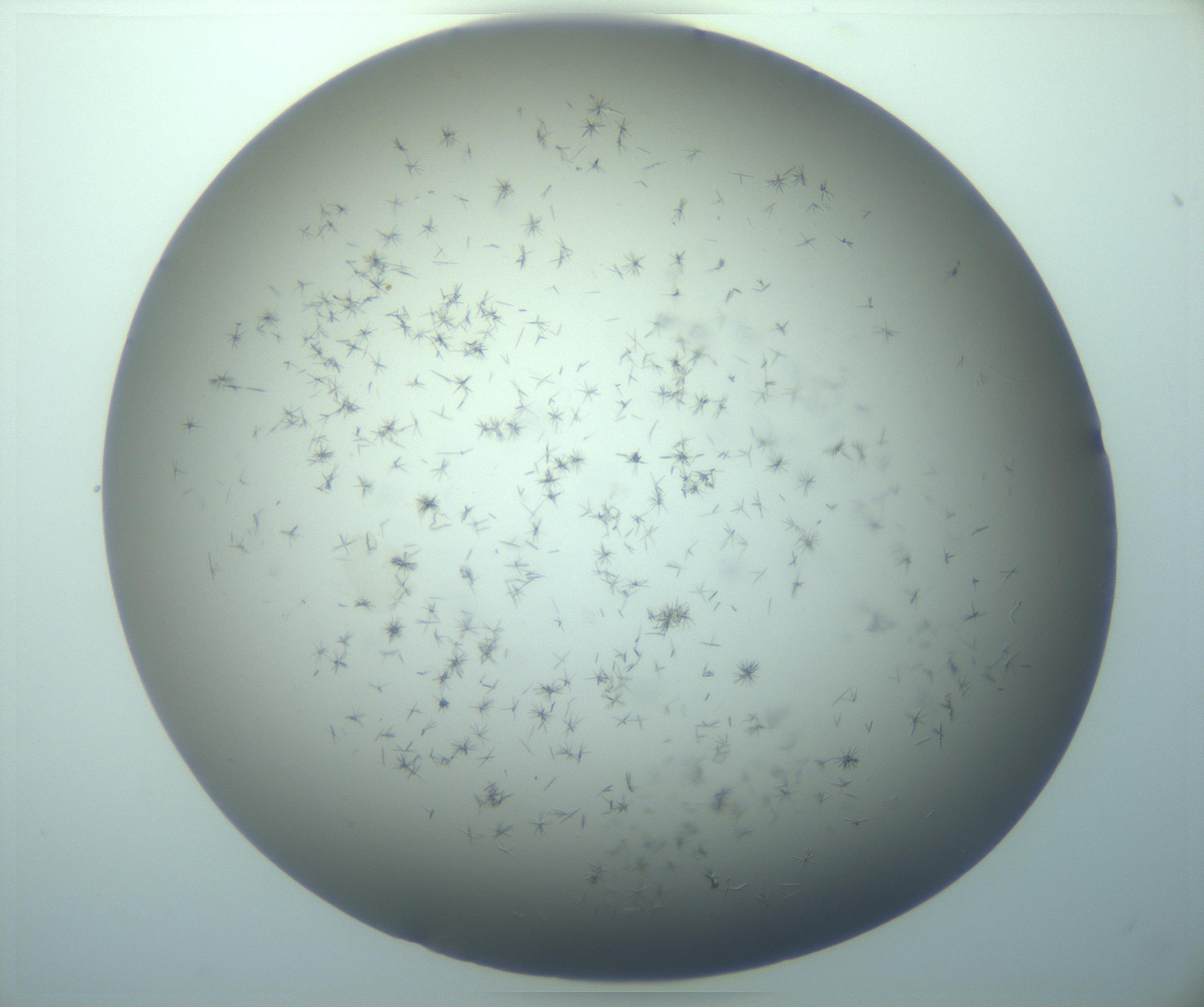 RI01_03_000_0212_Proj1_Clon1_MC_0000MC103248_002_170208_03_04_02_00_99_002_001_RAI.jpg