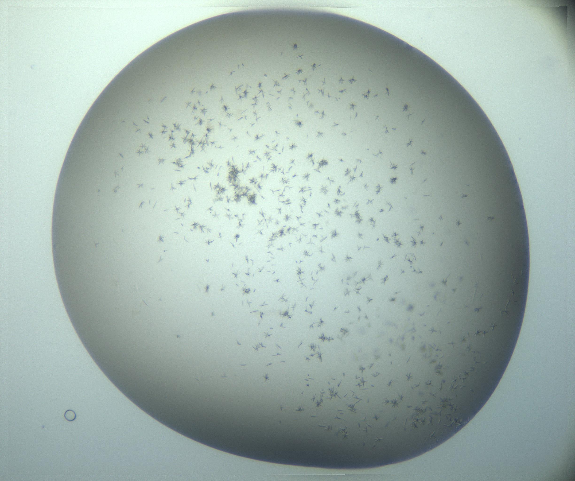 RI01_03_000_0212_Proj1_Clon1_MC_0000MC103248_002_170208_03_05_02_00_99_002_001_RAI.jpg