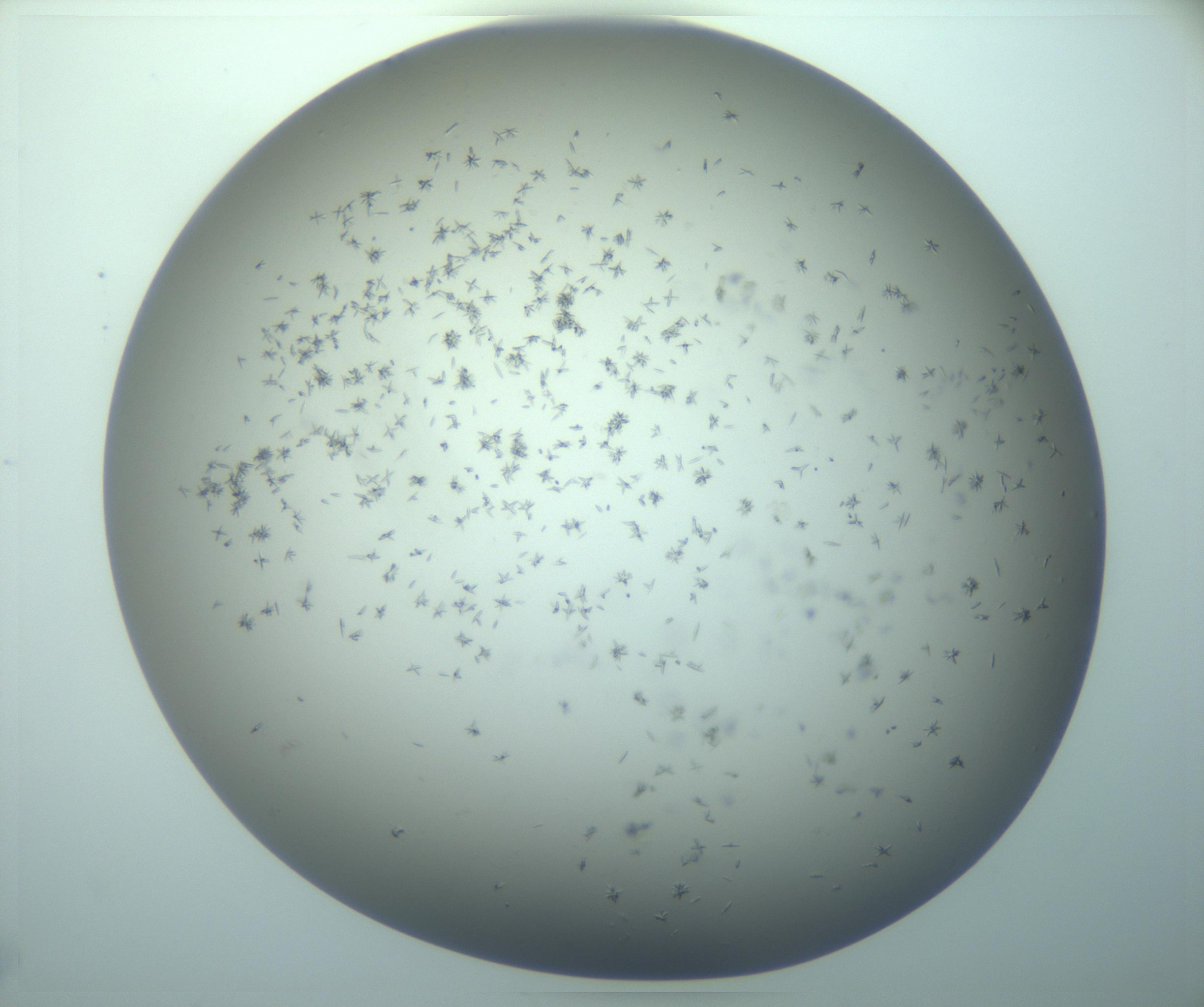 RI01_03_000_0212_Proj1_Clon1_MC_0000MC103248_002_170208_03_06_02_00_99_002_001_RAI.jpg