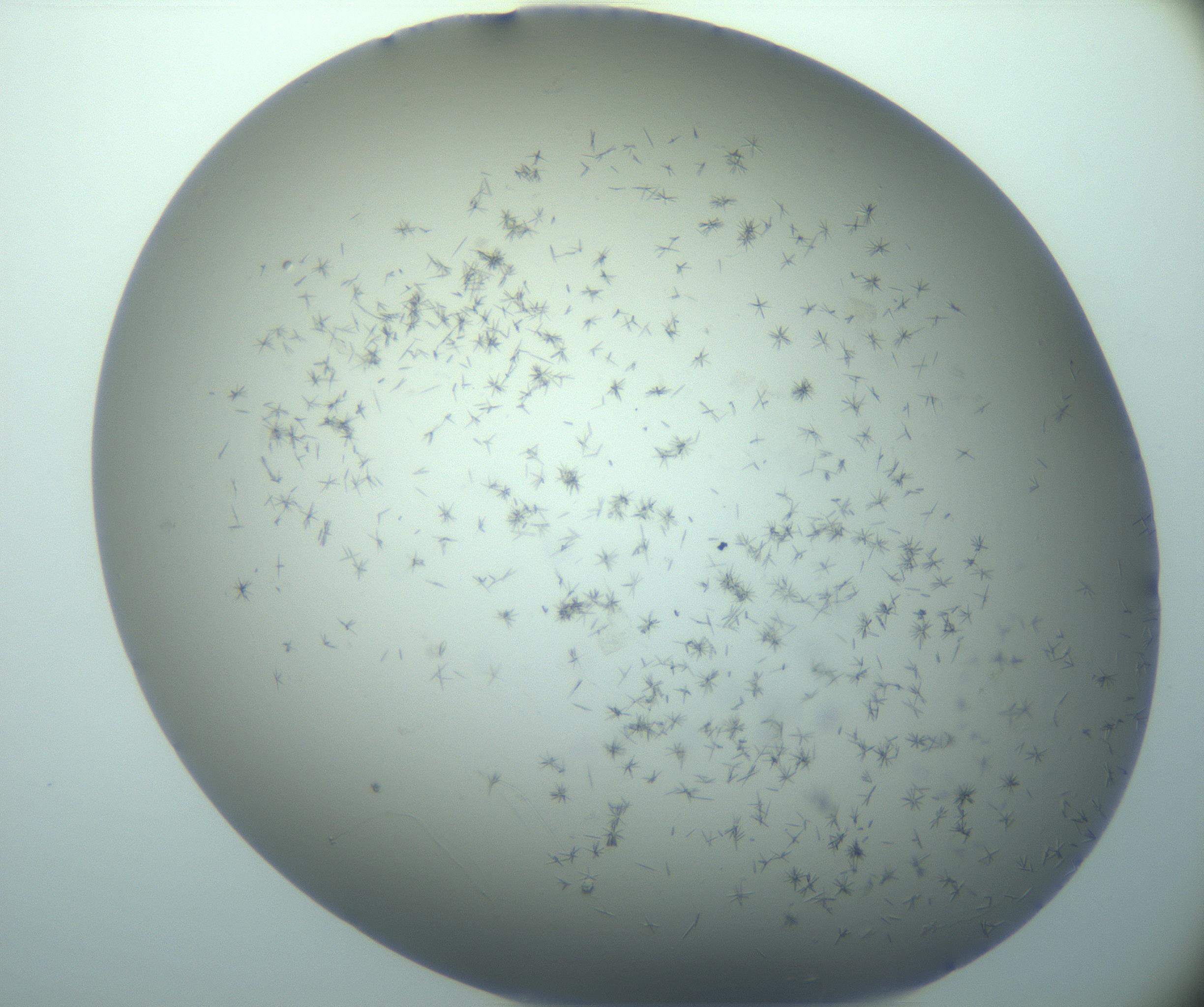 RI01_03_000_0212_Proj1_Clon1_MC_0000MC103248_002_170208_04_02_02_00_99_002_001_RAI.jpg