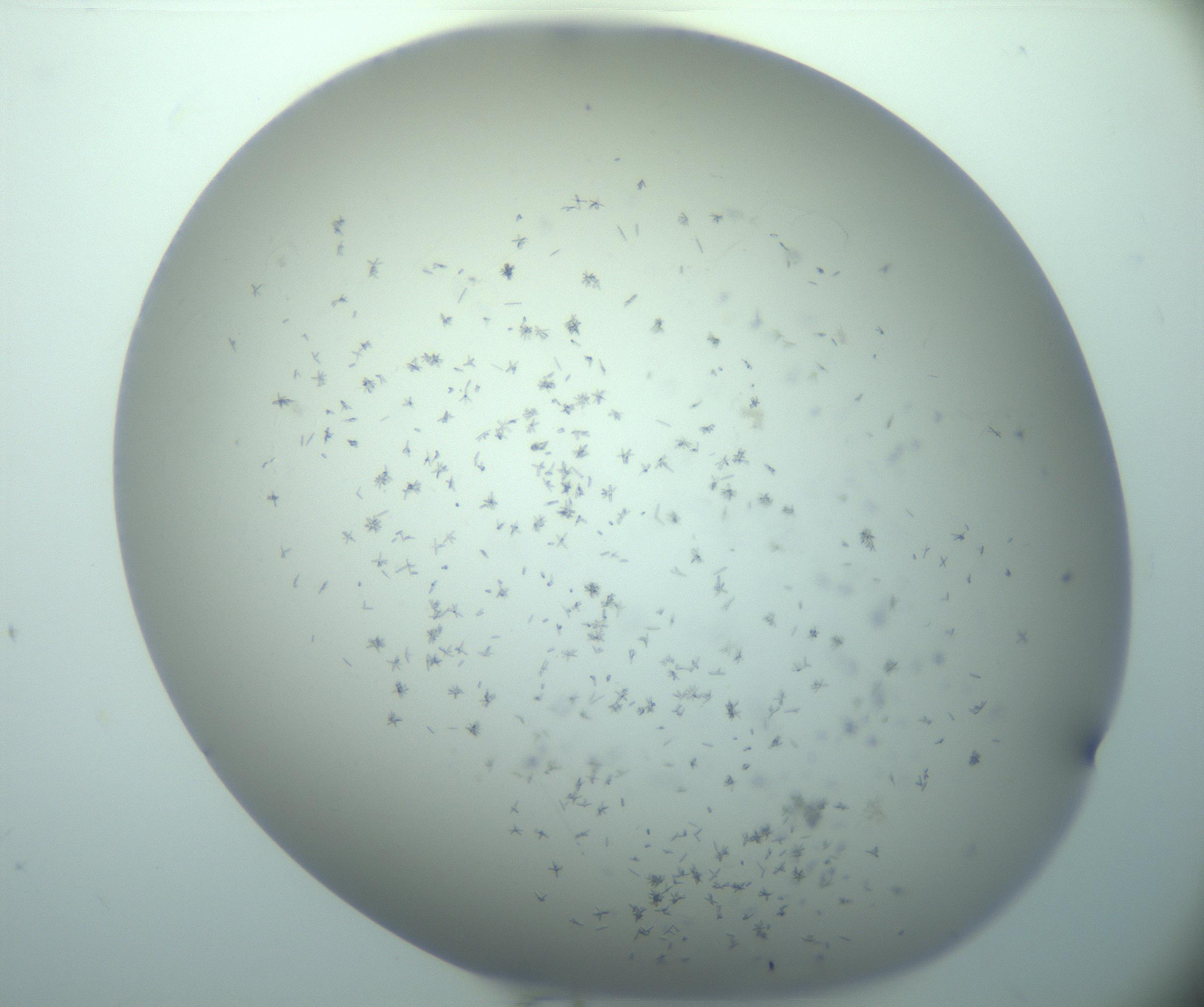 RI01_03_000_0212_Proj1_Clon1_MC_0000MC103248_002_170208_06_02_02_00_99_002_001_RAI.jpg