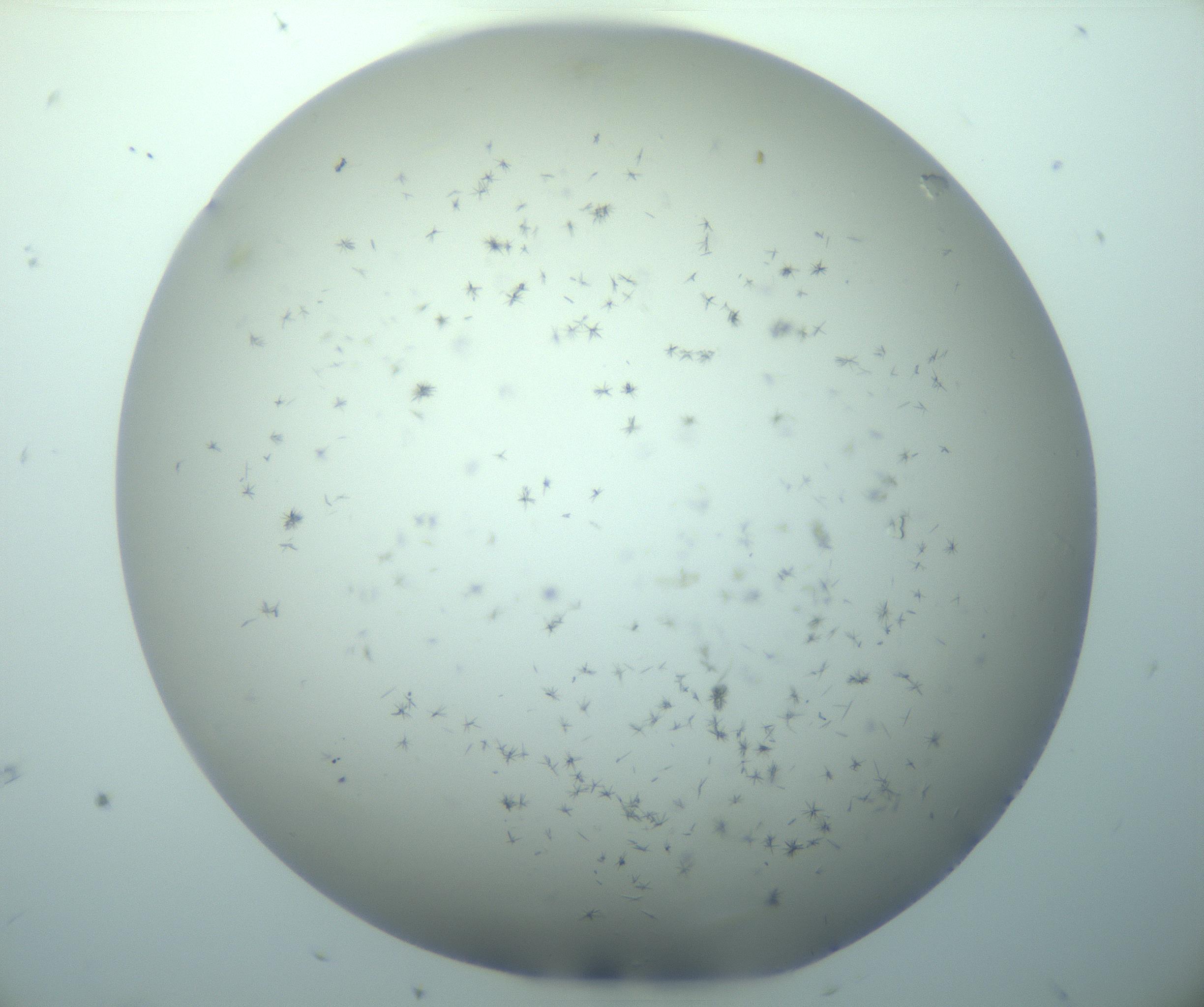 RI01_03_000_0212_Proj1_Clon1_MC_0000MC103248_002_170208_08_01_01_00_99_002_001_RAI.jpg