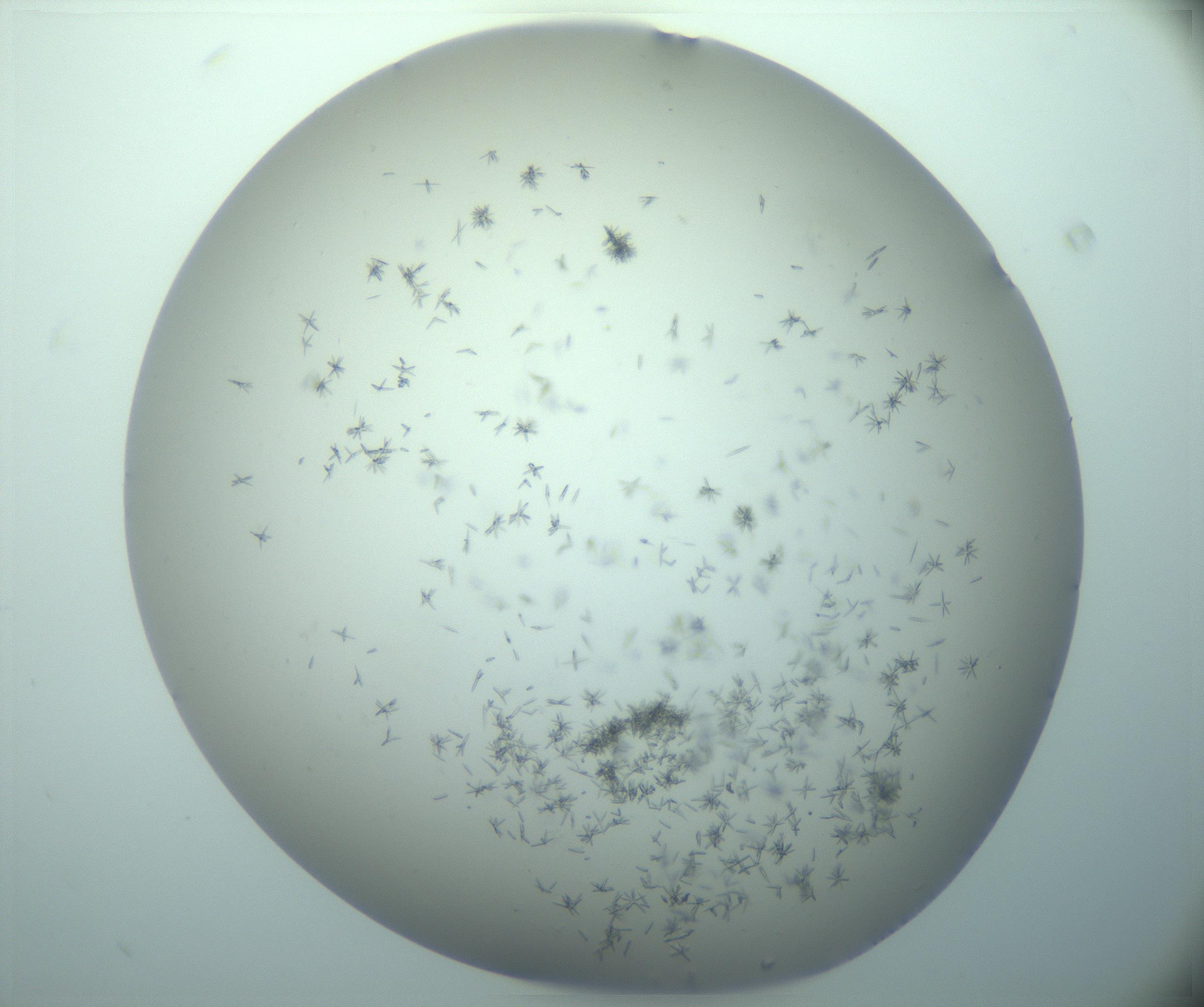 RI01_03_000_0212_Proj1_Clon1_MC_0000MC103248_002_170208_08_01_02_00_99_002_001_RAI.jpg