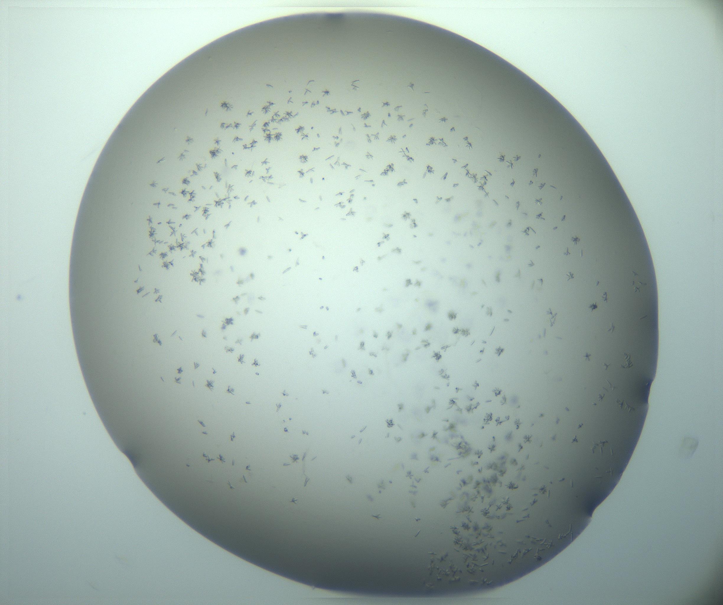 RI01_03_000_0212_Proj1_Clon1_MC_0000MC103248_002_170208_09_02_02_00_99_002_001_RAI.jpg