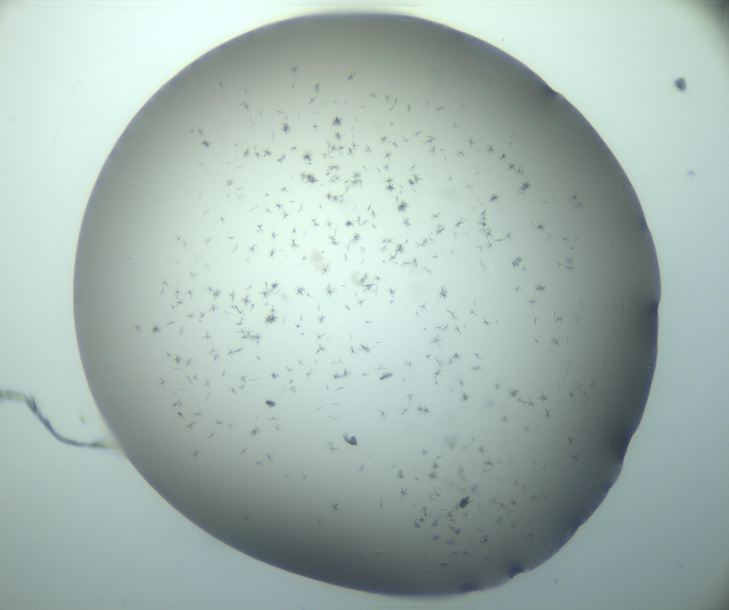 RI01_03_000_0212_Proj1_Clon1_MC_0000MC103248_002_170208_09_05_02_00_99_002_001_RAI.jpg