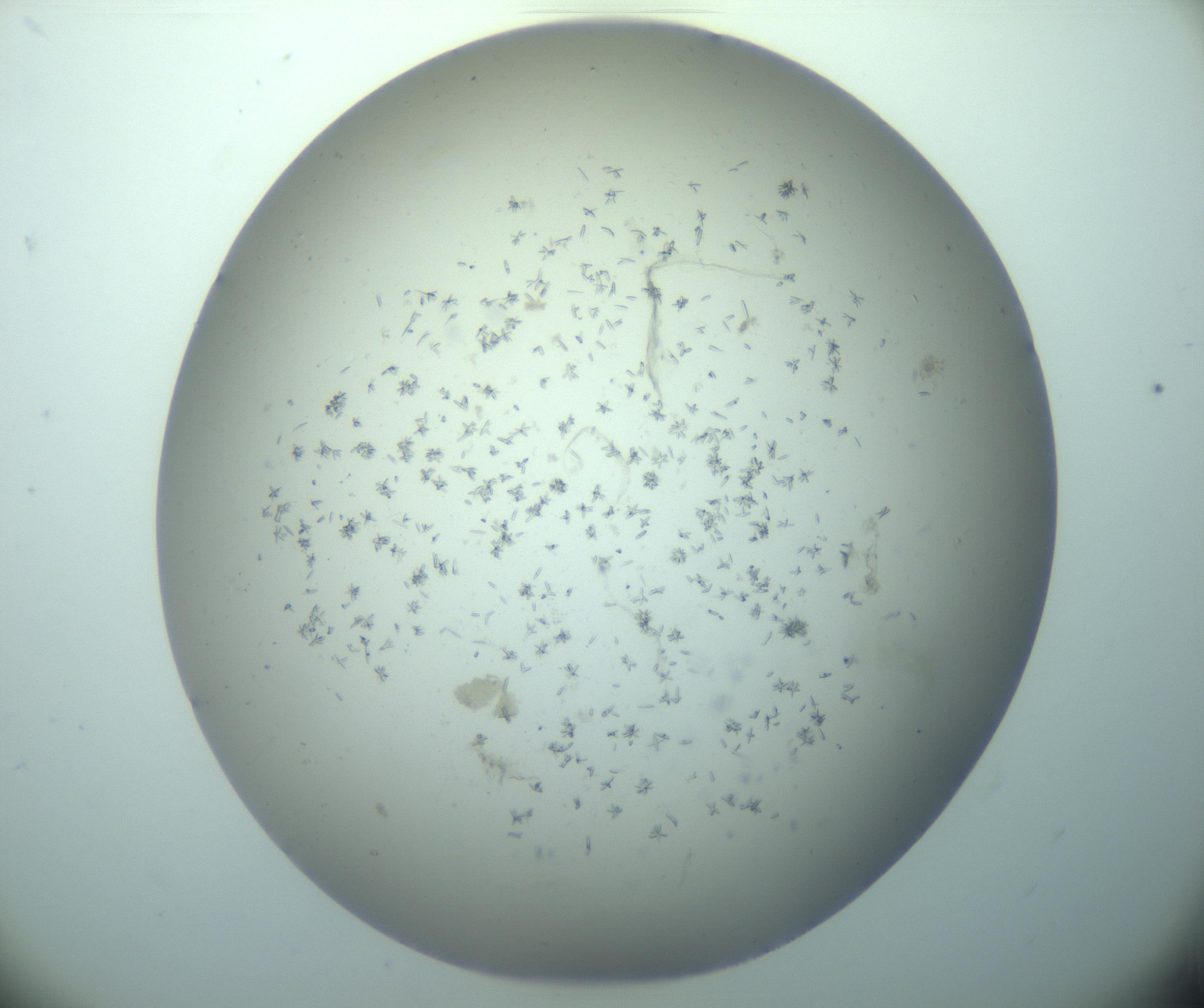 RI01_03_000_0212_Proj1_Clon1_MC_0000MC103248_002_170208_11_03_02_00_99_002_001_RAI.jpg