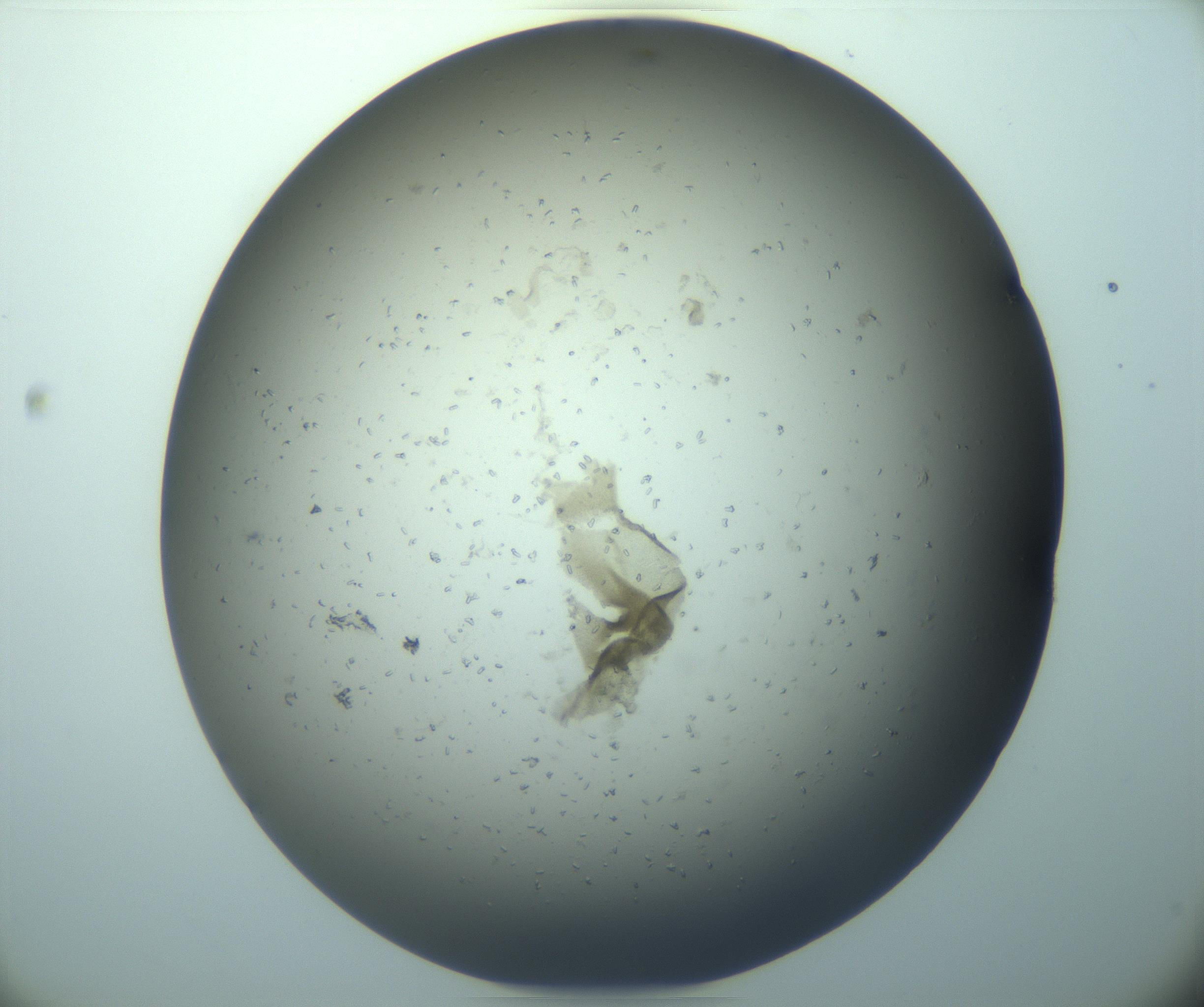 RI01_03_000_0212_Proj1_Clon1_MC_0000MC103248_002_170208_12_03_02_00_99_002_001_RAI.jpg