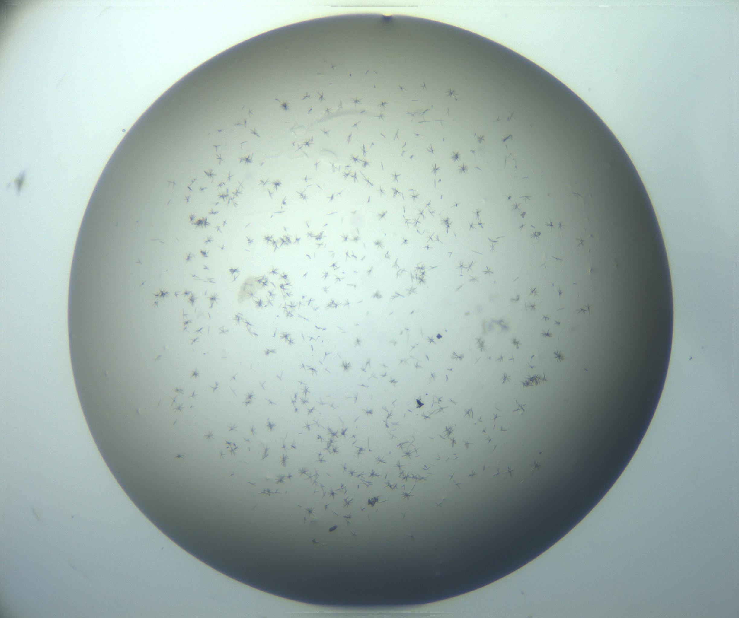 RI01_03_000_0212_Proj1_Clon1_MC_0000MC103248_002_170208_12_08_02_00_99_002_001_RAI.jpg