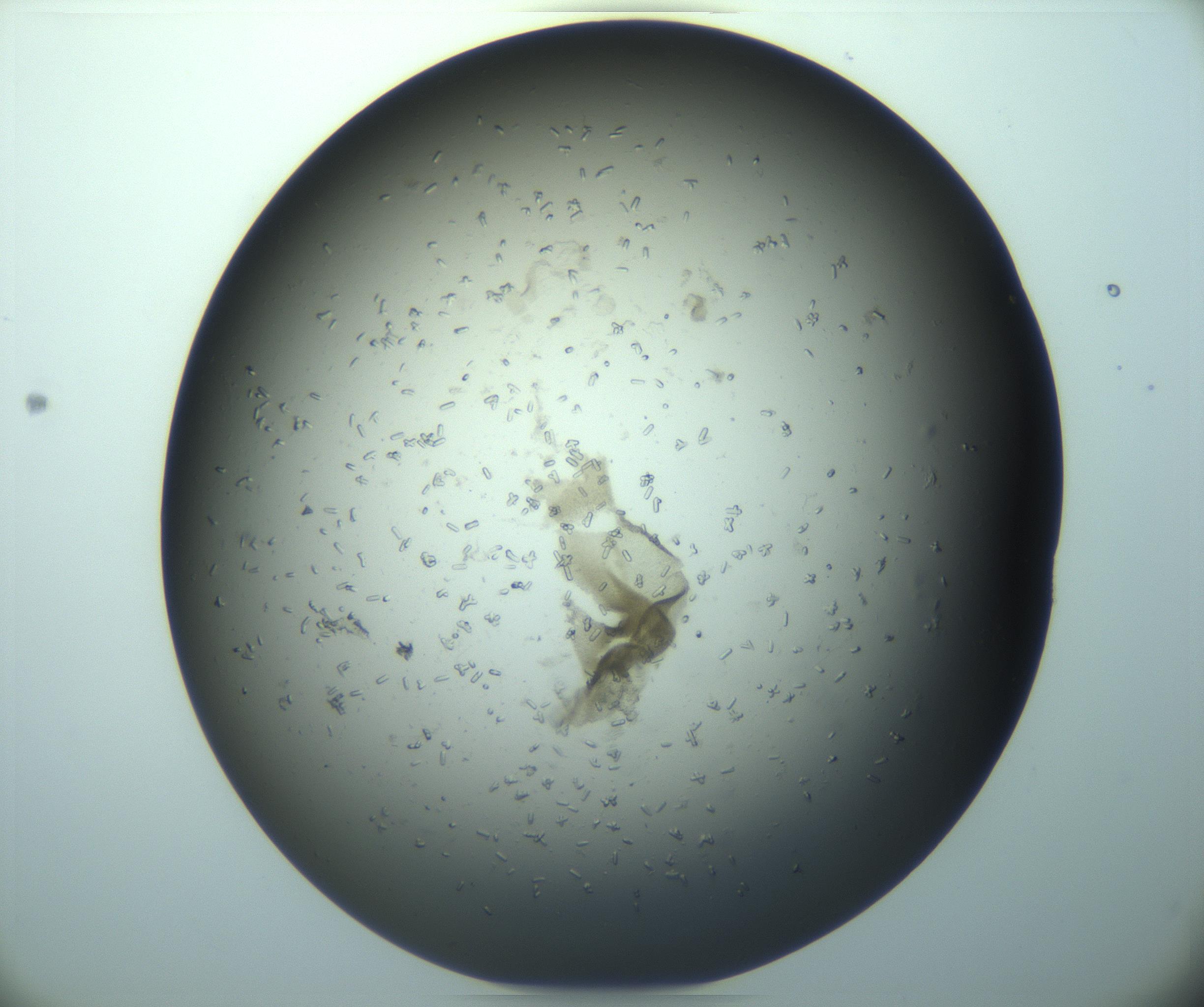 RI01_03_000_0212_Proj1_Clon1_MC_0000MC103248_003_170210_12_03_02_00_99_002_001_RAI.jpg