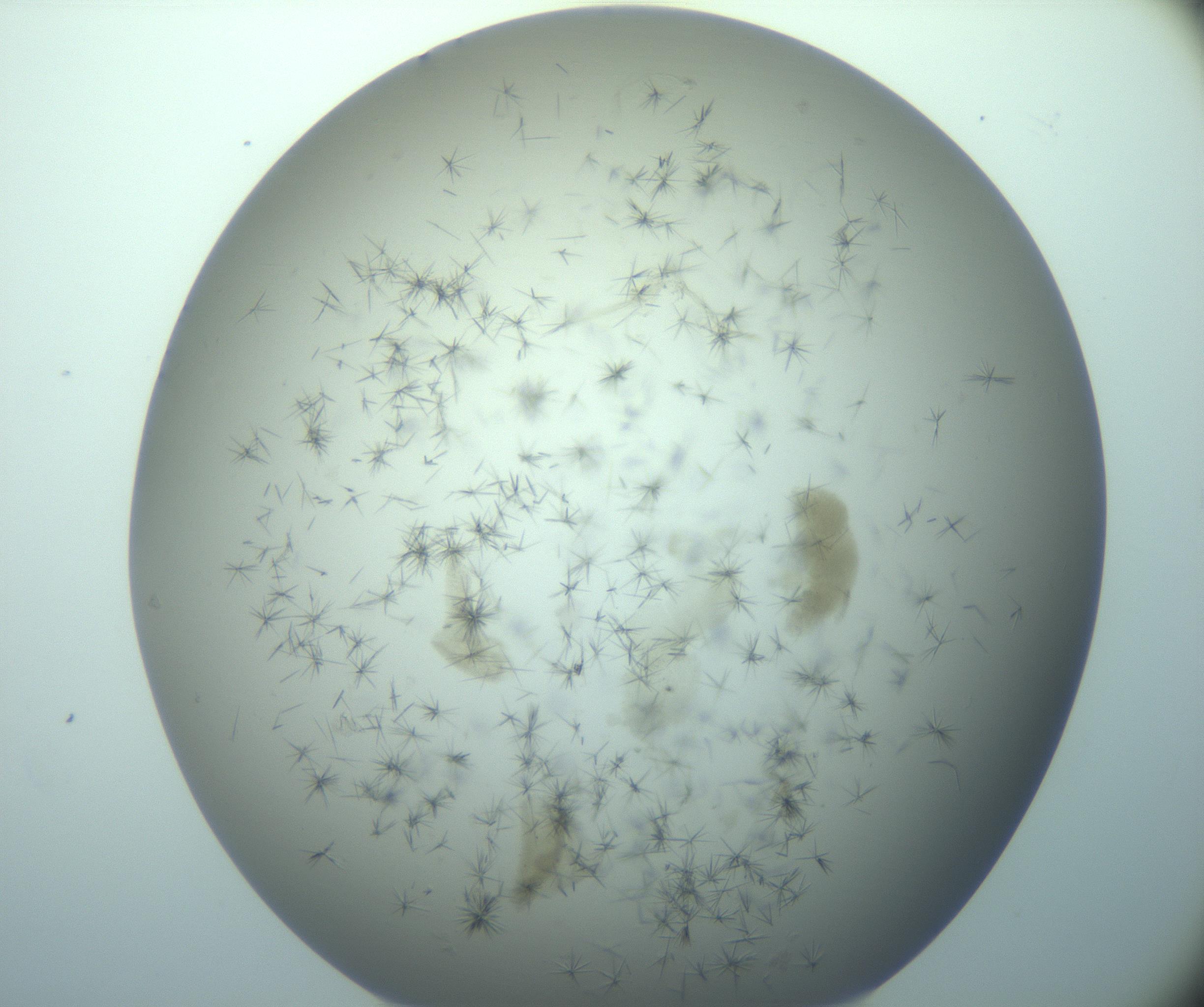 RI01_03_000_0212_Proj1_Clon1_MC_0000MC103248_004_170212_05_03_02_00_99_002_001_RAI.jpg