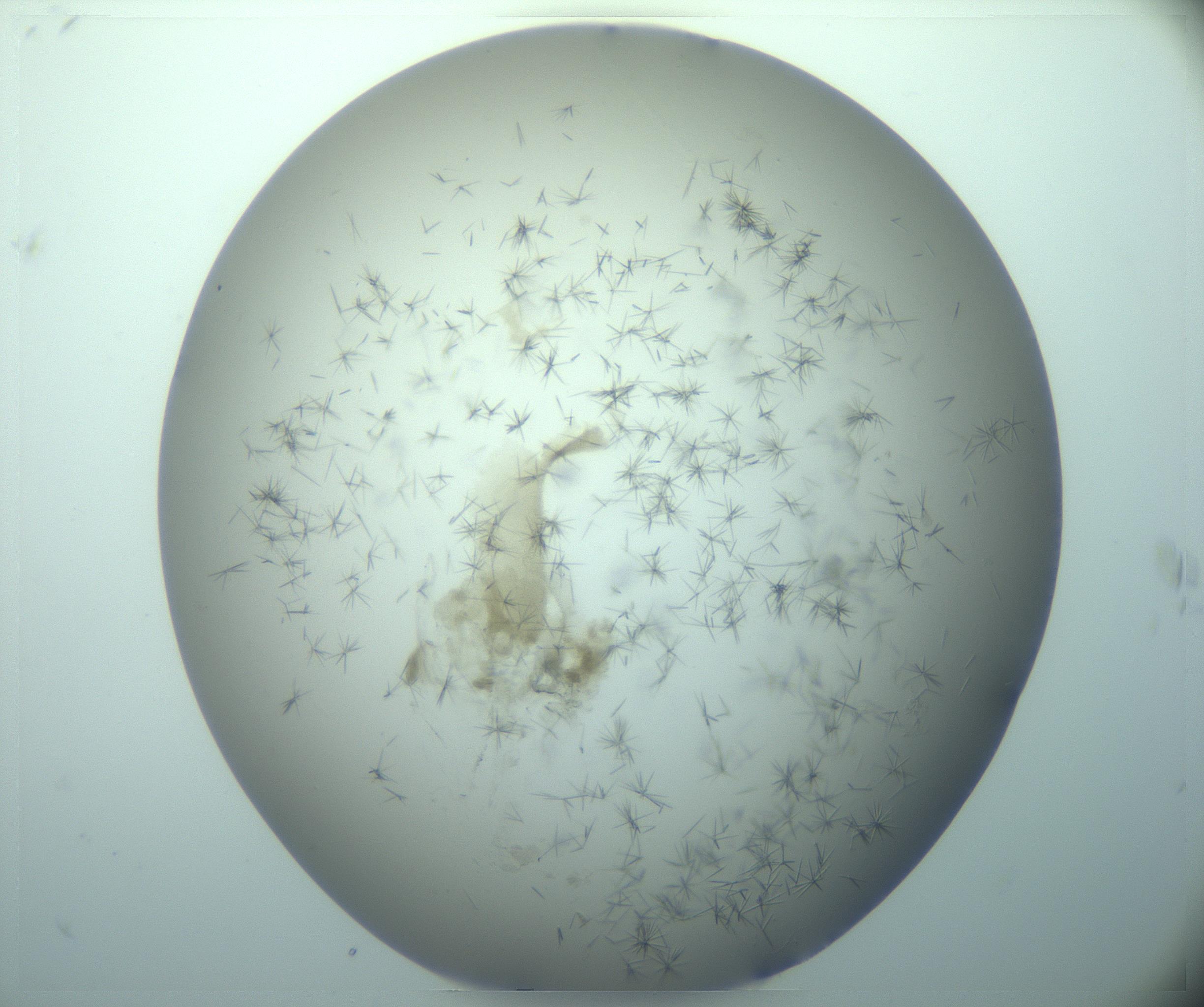 RI01_03_000_0212_Proj1_Clon1_MC_0000MC103248_004_170212_07_03_02_00_99_002_001_RAI.jpg
