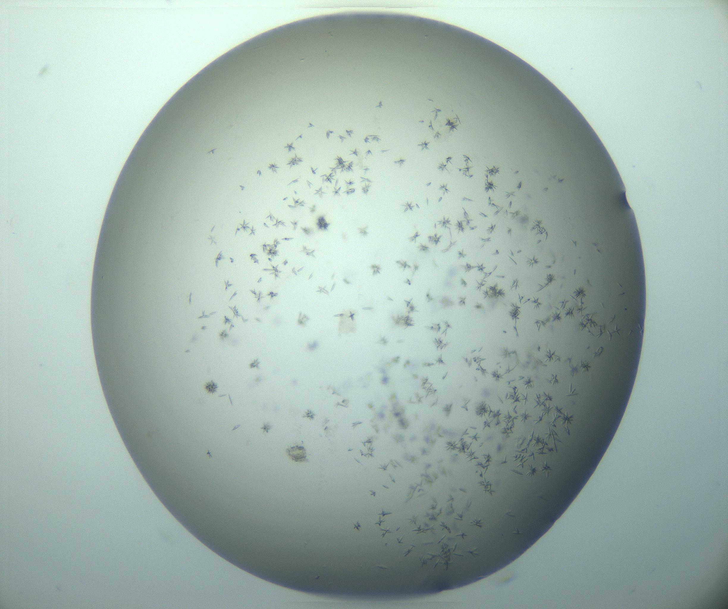 RI01_03_000_0212_Proj1_Clon1_MC_0000MC103248_004_170212_08_03_02_00_99_002_001_RAI.jpg