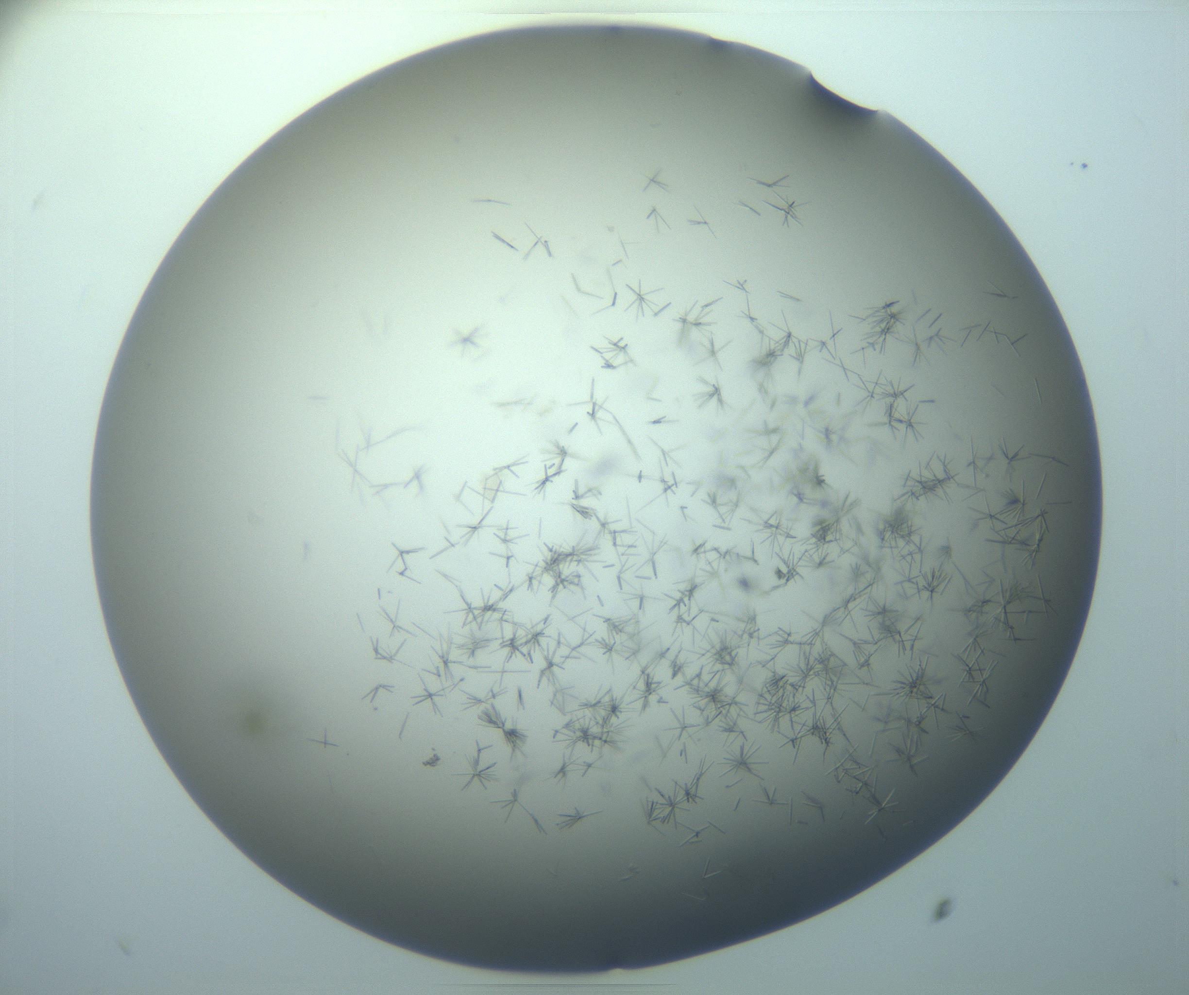 RI01_03_000_0212_Proj1_Clon1_MC_0000MC103248_004_170212_08_08_02_00_99_002_001_RAI.jpg